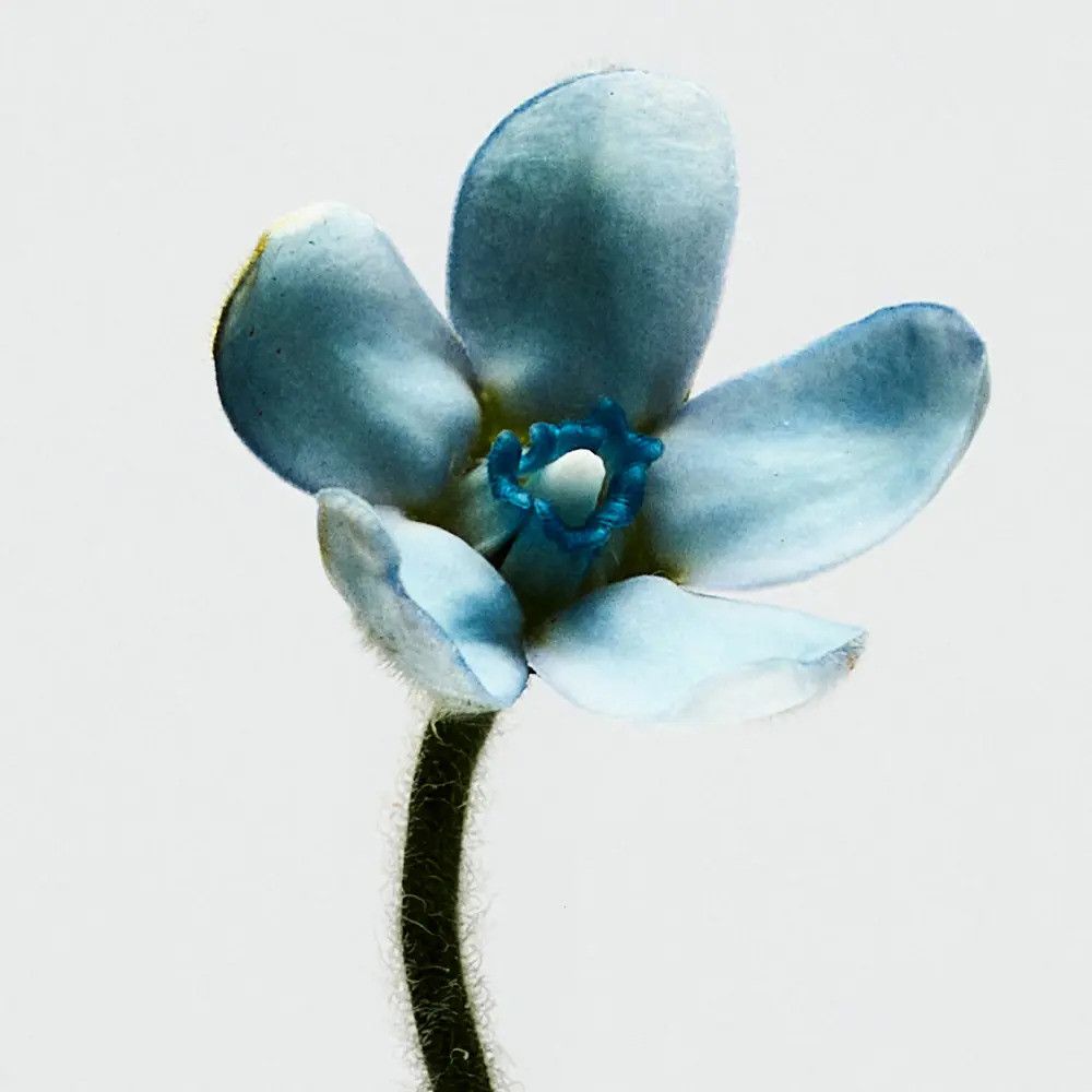 Lichtblauwe bloem met vijf bloemblaadjes en een donkere steel. De bloem heeft een viltachtige textuur.