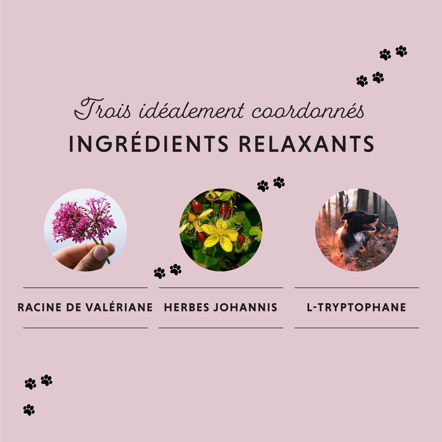 Chien sur drap blanc. Texte: ... POUR LA SÉRÉNITÉ, L'ÉQUILIBRE ET LA DÉTENTE. Logo animalier.