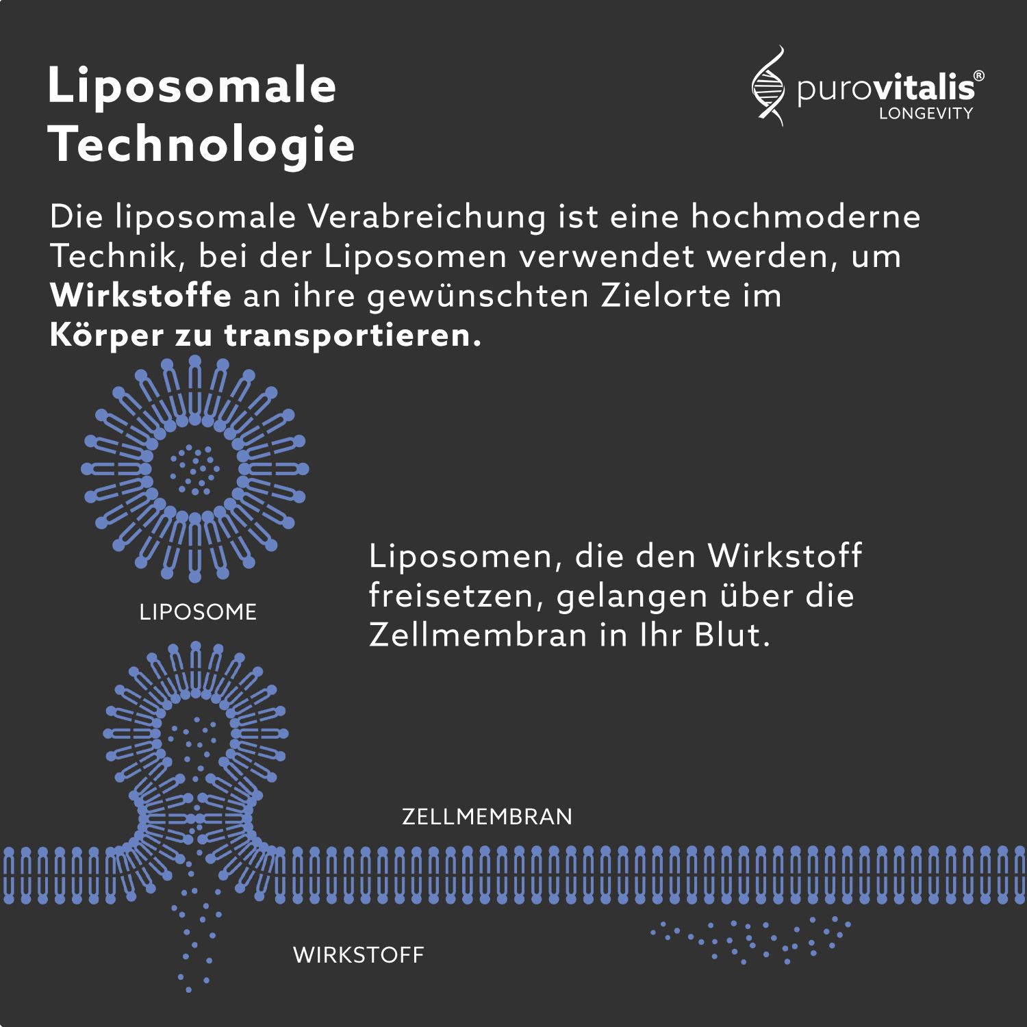 Diagram van liposomale technologie. Liposomen transporteren actieve stoffen in cellen. Celmembraan.