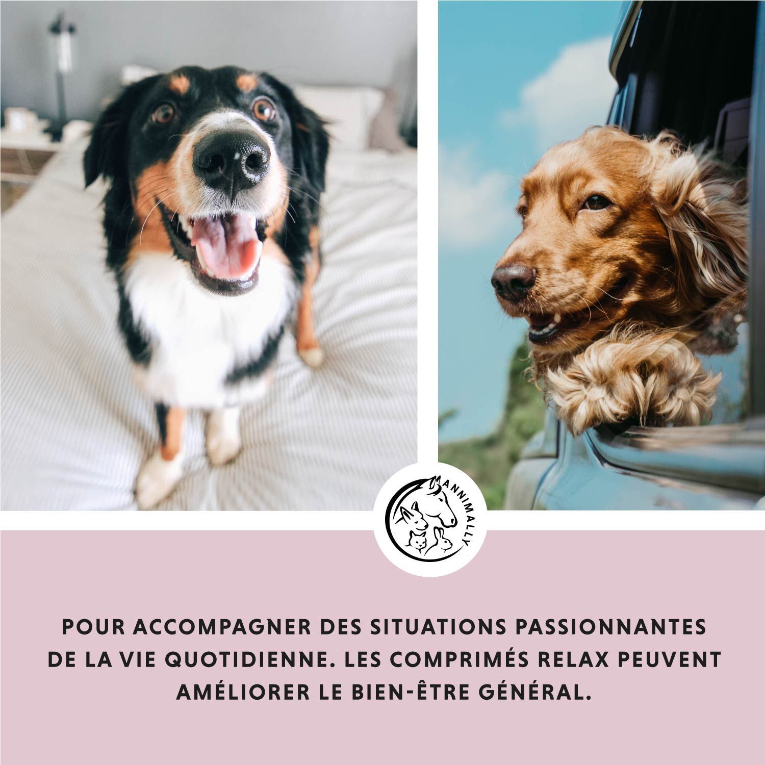 Deux chiens. Texte: POUR ACCOMPAGNER DES SITUATIONS PASSIONNANTES DE LA VIE QUOTIDIENNE. Logo.