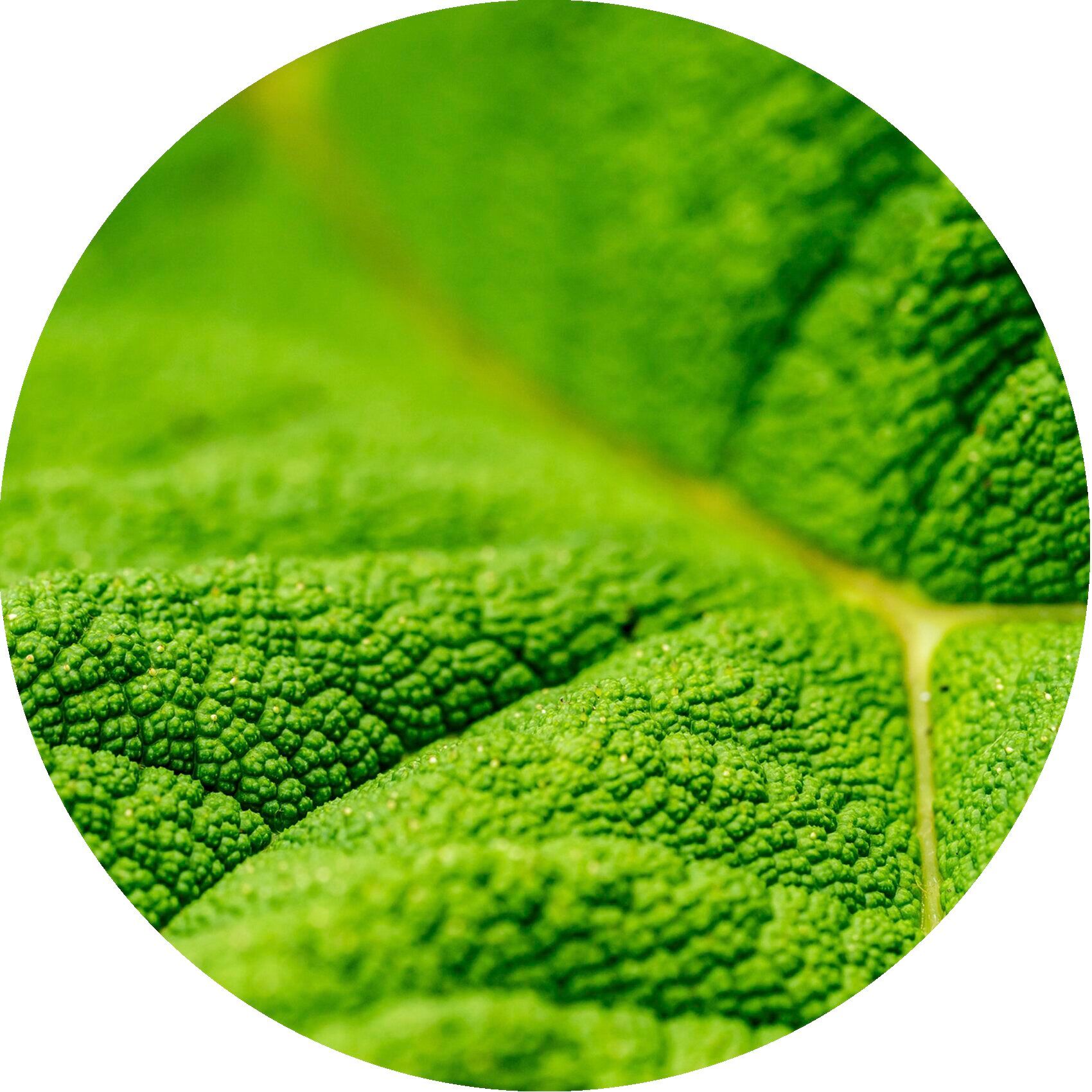 PostQuam Shampooing Fresh Cleansing