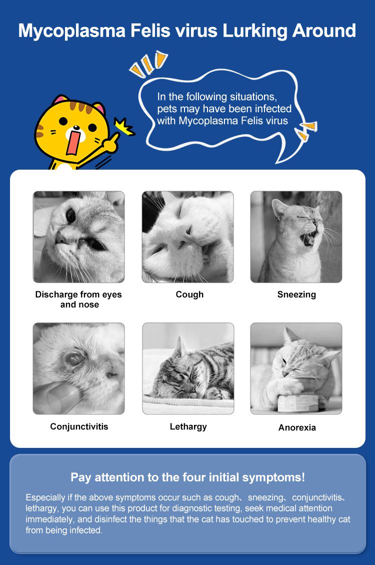 Infographic met symptomen van Mycoplasma Felis bij katten. Bevat afbeeldingen van katten met hoesten, niezen, afscheiding, lethargie en gebrek aan eetlust.