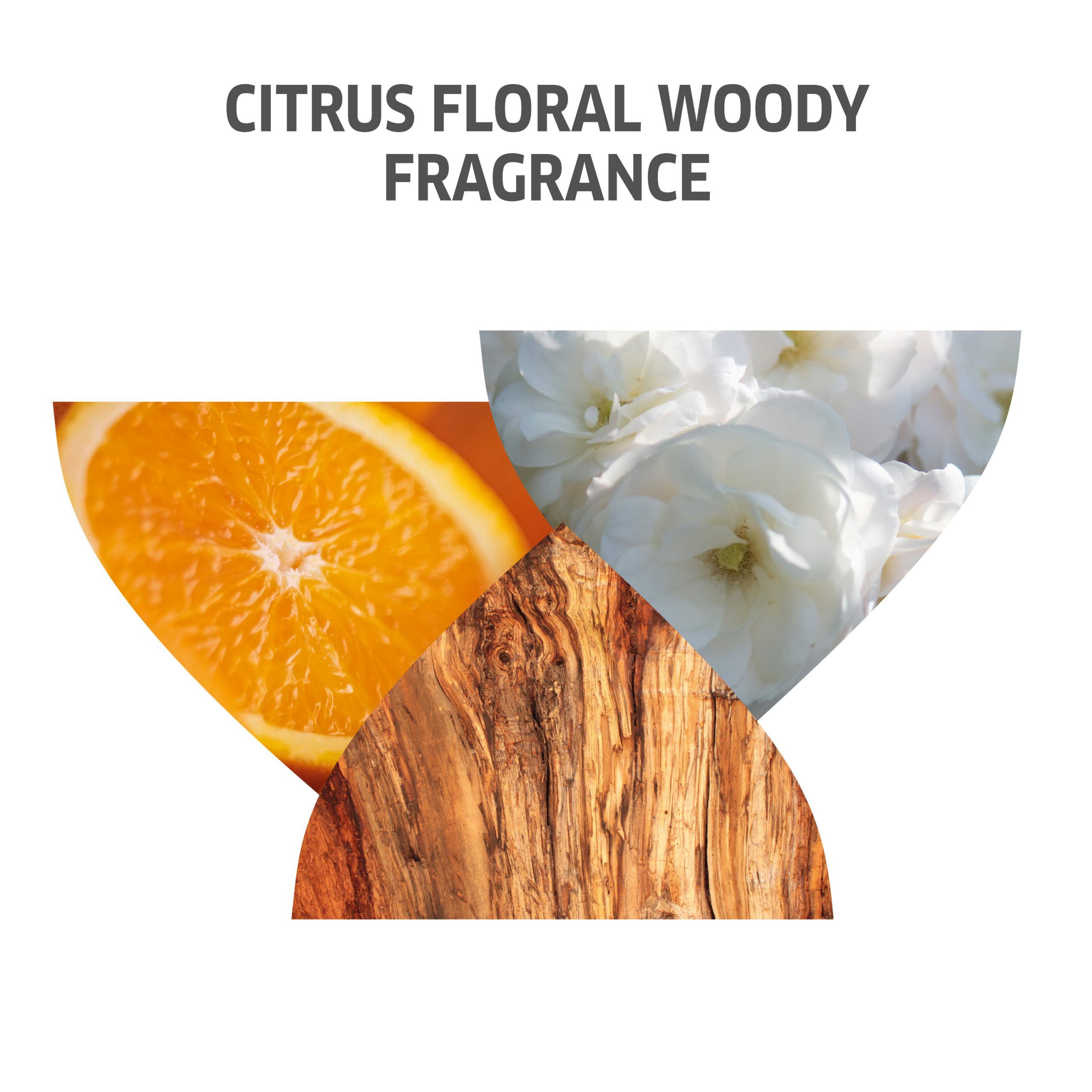 Représentation graphique d'oranges, de fleurs blanches et de bois. Texte : CITRUS FLORAL WOODY FRAGRANCE.
