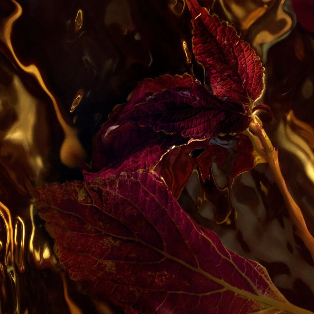 Gros plan de feuilles rouges dans un liquide doré. Les feuilles ont des veines rouges et jaunes.