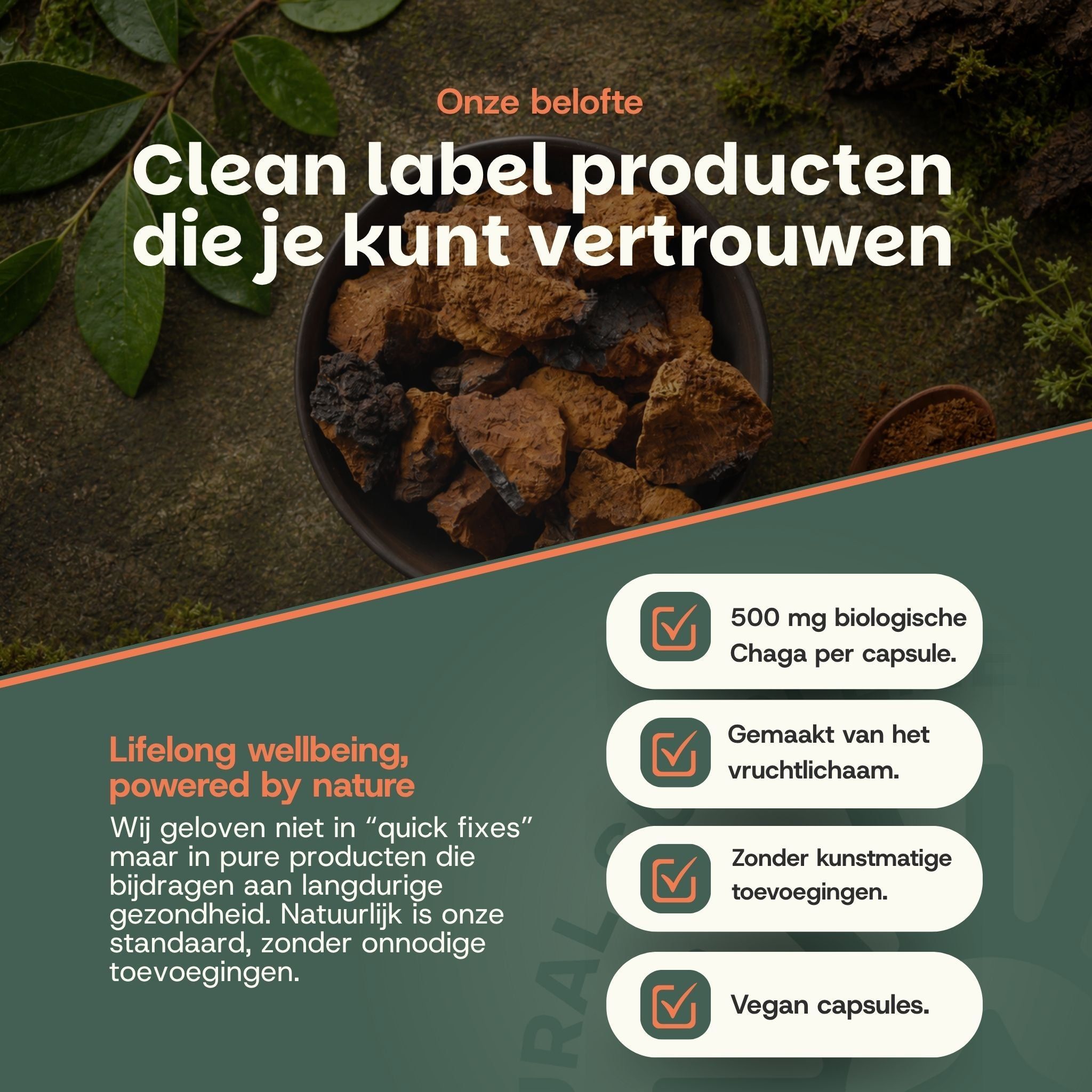 Chaga capsules: 500mg biologische Chaga per capsule, gemaakt van het vruchtlichaam, zonder kunstmatige toevoegingen, vegan capsules.