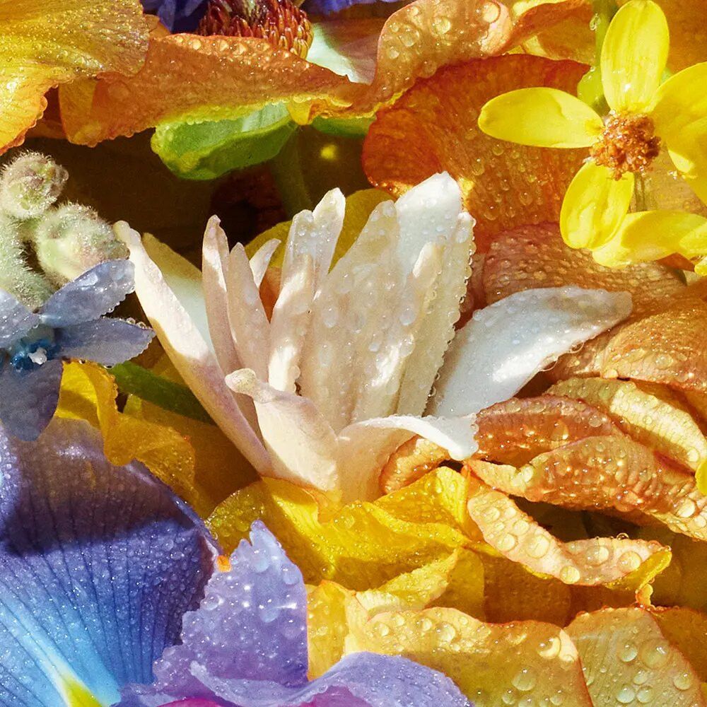 Gros plan de pétales jaunes, oranges, bleus et blancs, recouverts de gouttelettes d'eau. Éclairage vif.