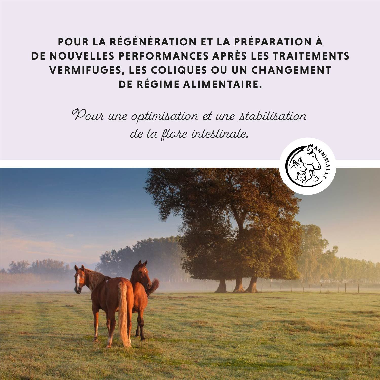 Texte sur fond violet clair. Chevaux dans un champ. Texte: Pour la régénération après vermifuges, coliques ou changement de régime.