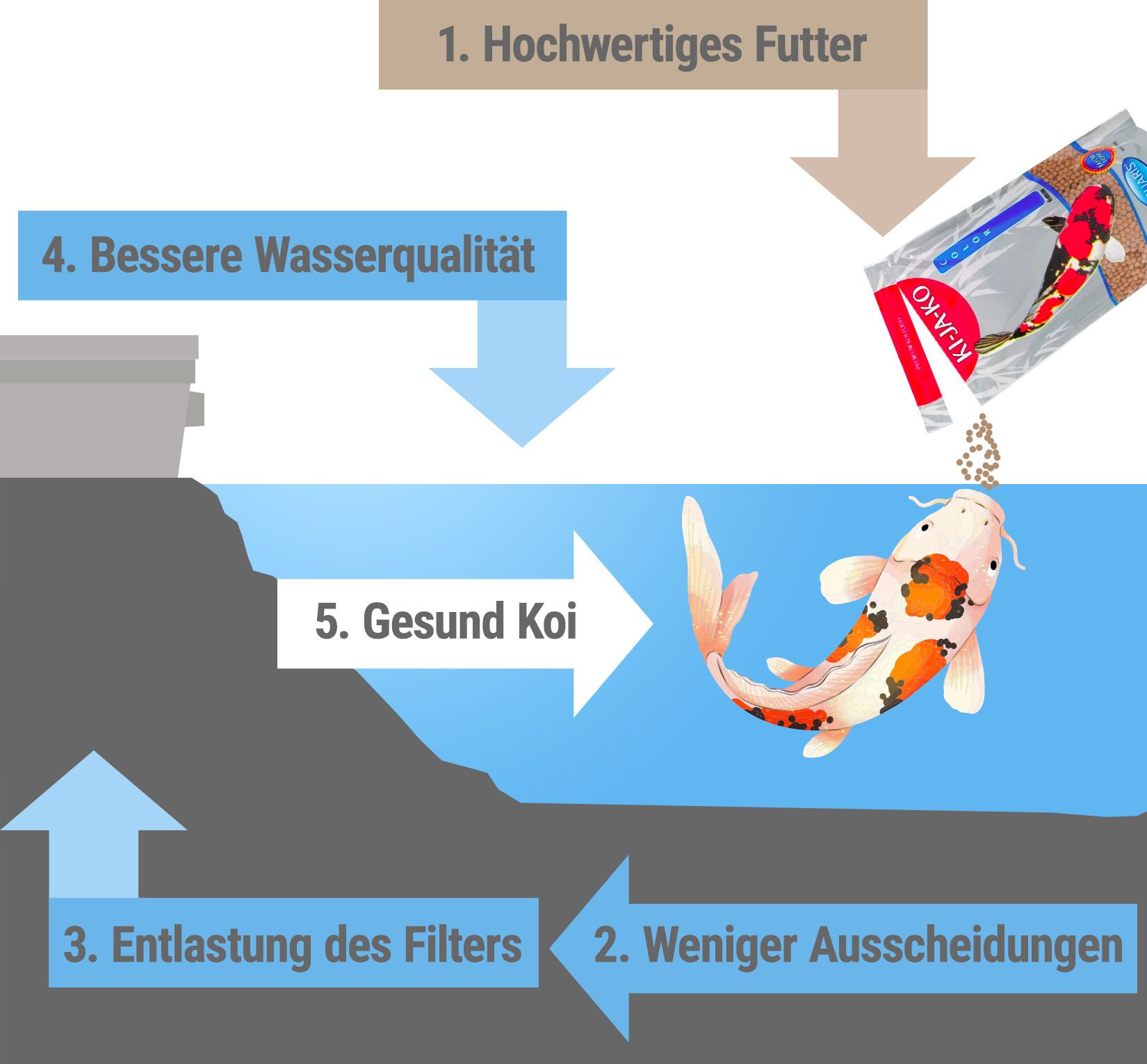 Graphique montrant le cycle de l'alimentation avec KI-JA-KO et les avantages pour les carpes koï.