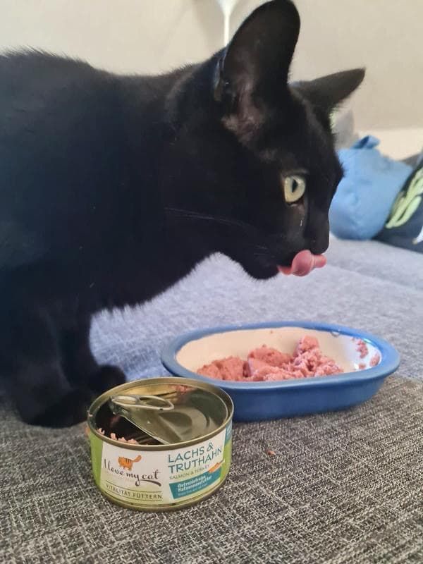 Chat noir se lèche les lèvres à côté d'une boîte et d'un bol de nourriture pour chats.