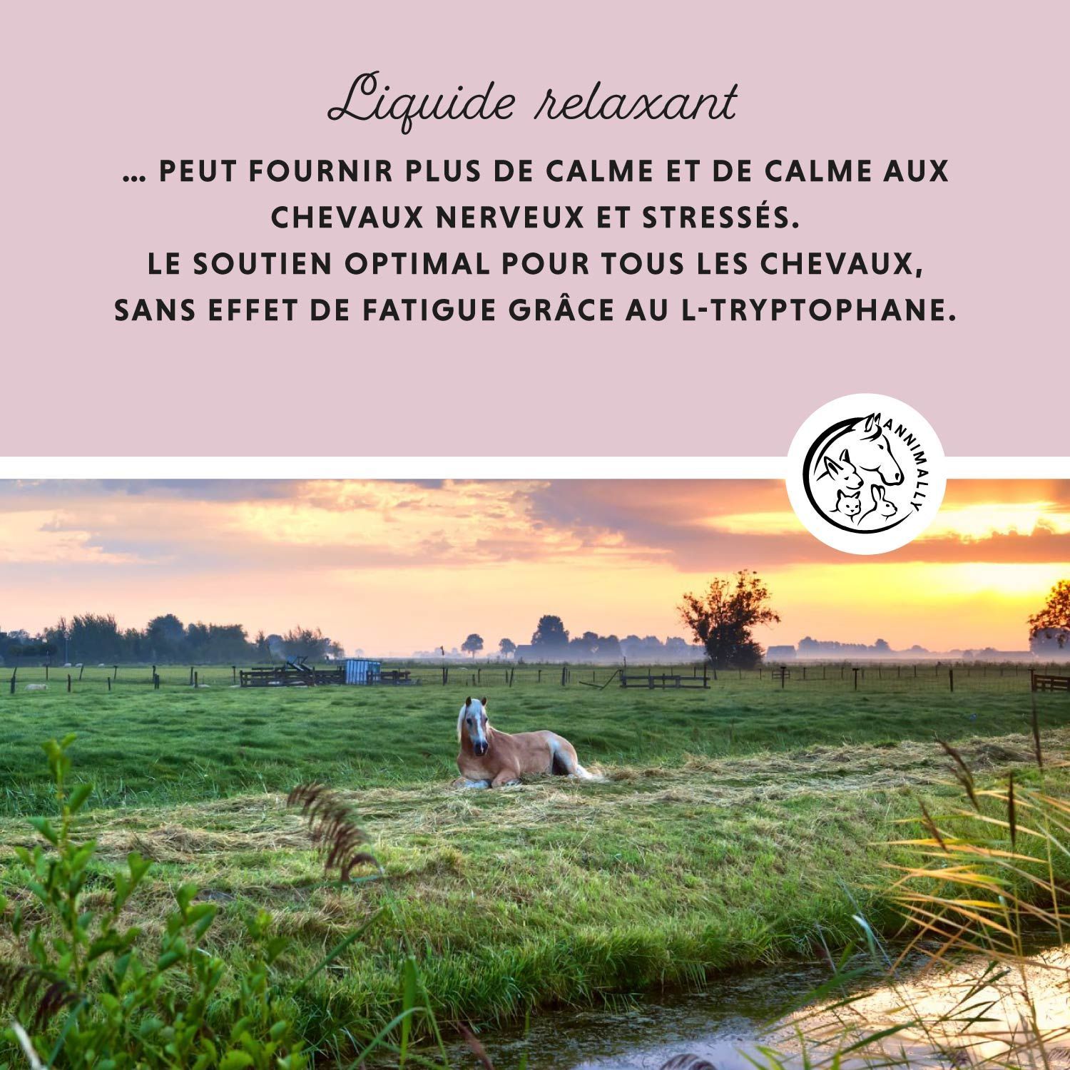 Paysage avec cheval. Texte sur le calme et la sérénité pour les chevaux. Logo Annimally.