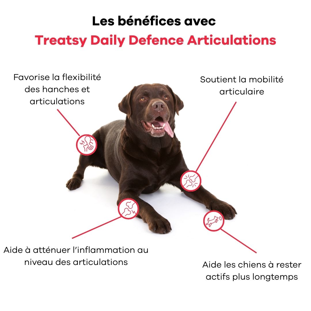 Chien marron couché. Graphiques des articulations. Texte : Les bénéfices avec Treatsy Daily Defence Articulations.