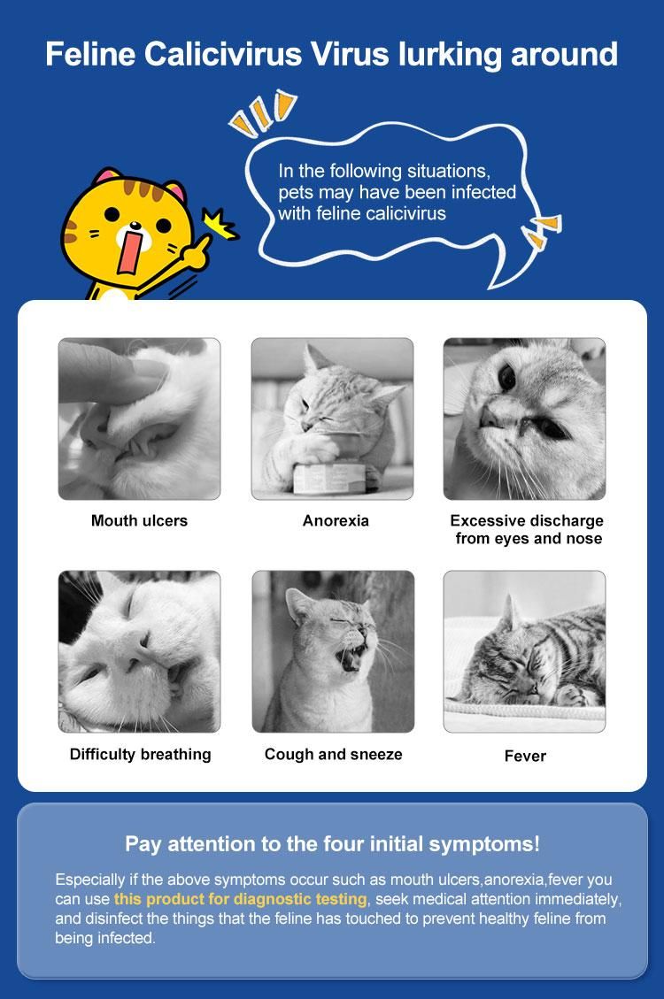 Infographic over katten symptomen bij calicivirus. Toont afbeeldingen van katten met symptomen.