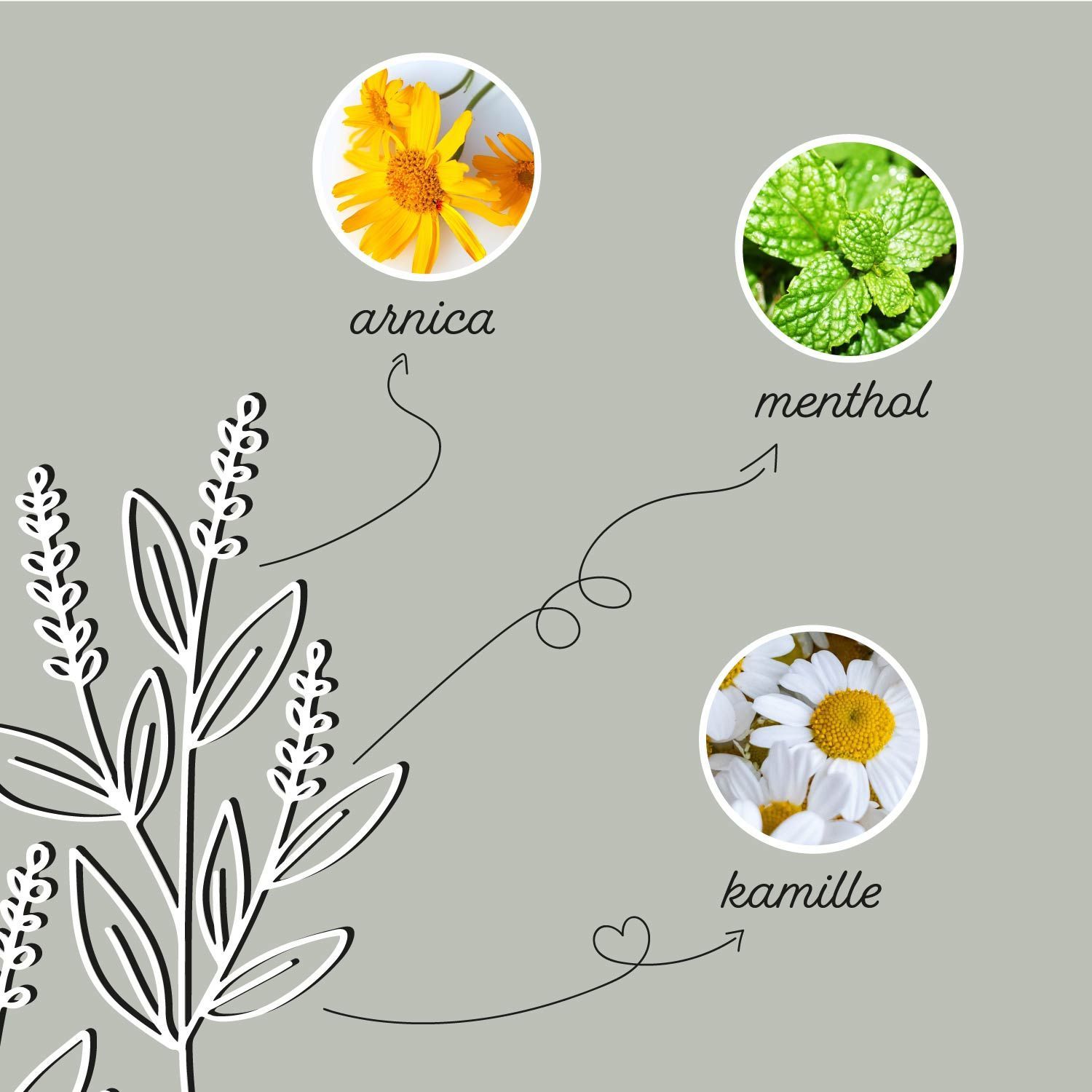 Afbeelding van kruiden. Tekst: Arnica, menthol, kamille. Pijlen wijzen naar de kruiden. Logo Annimally.