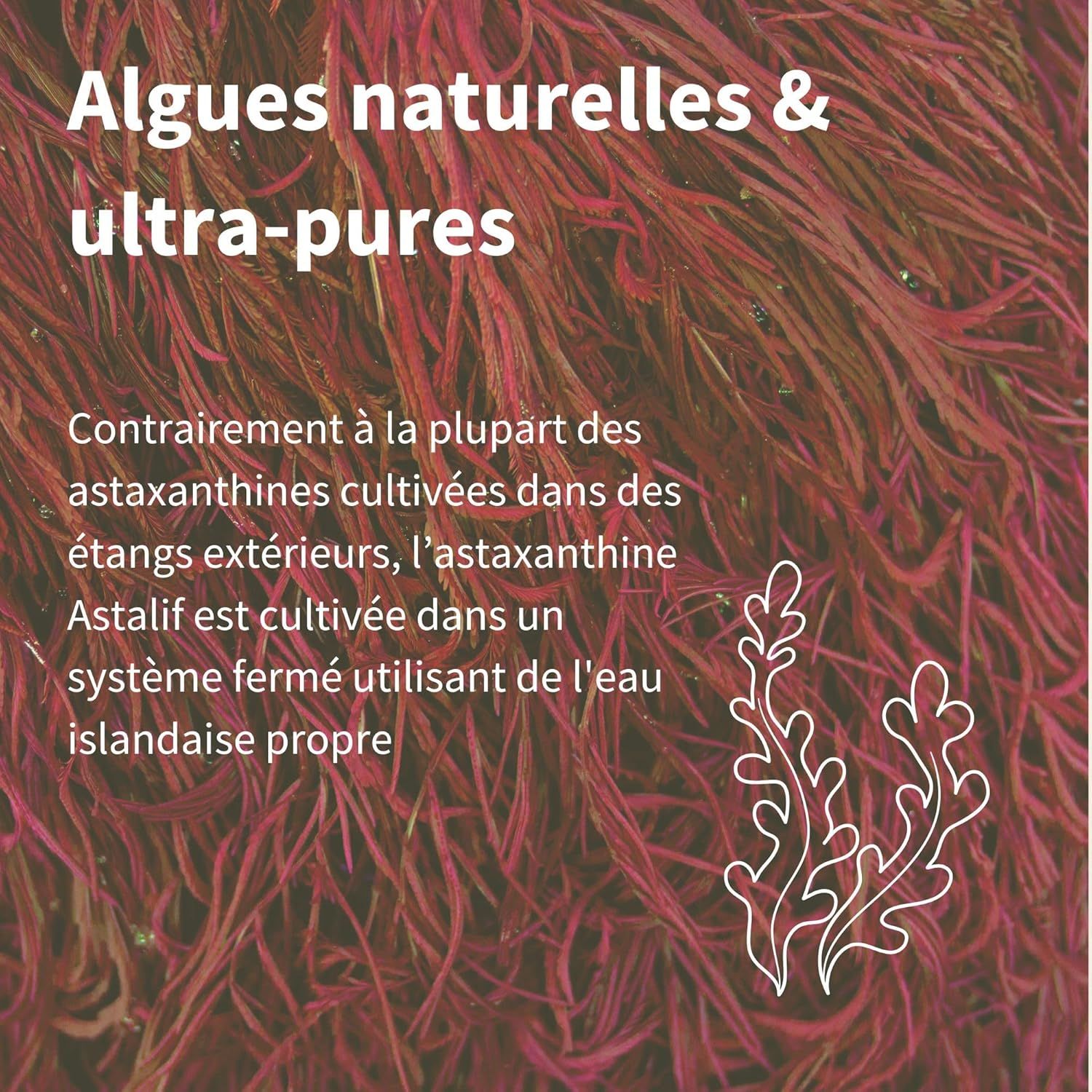Fond vert avec des microalgues et du texte sur la production durable et végétalienne d'astaxanthine en français.