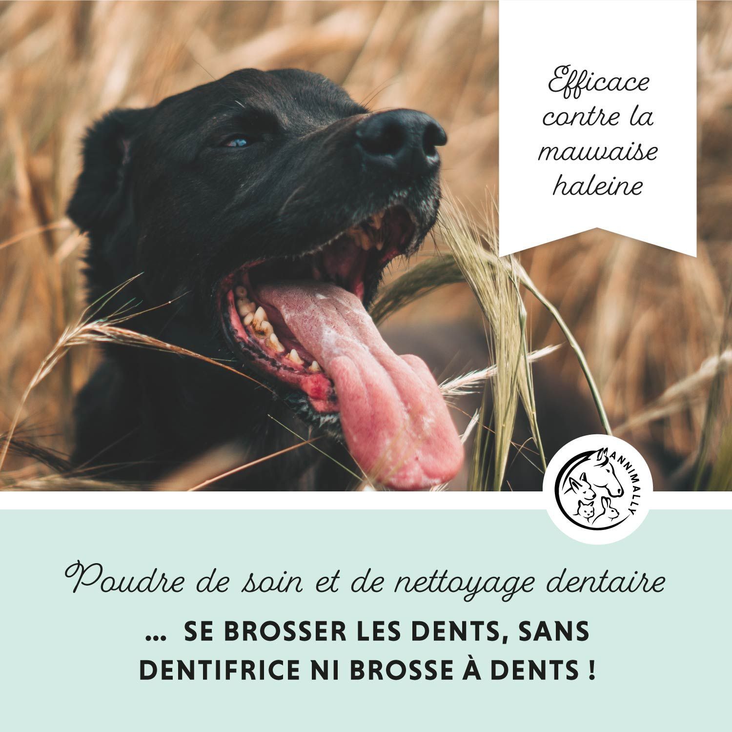Chien avec longue langue. Texte: Efficace contre la mauvaise haleine. Logo chien et cheval. Poudre de soin et de nettoyage dentaire.