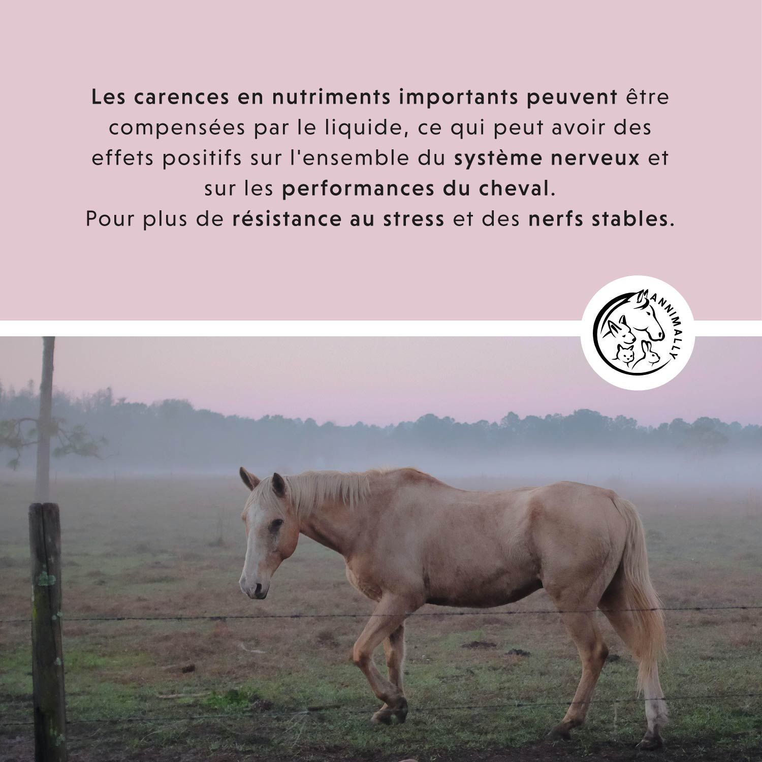 Texte sur les carences nutritionnelles et leur compensation. Logo Annimally. Cheval dans un pré.