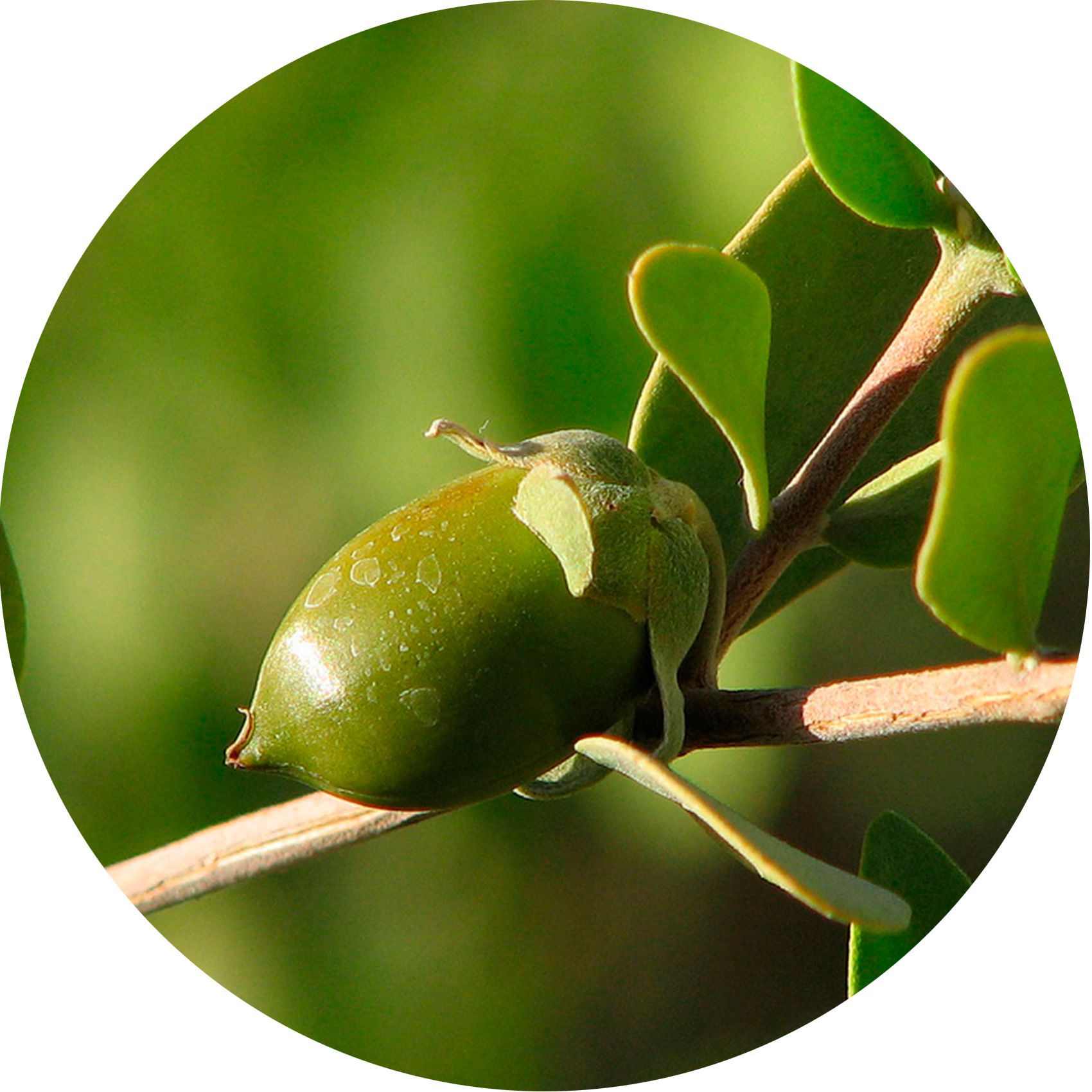 Image ronde d'un fruit vert sur une branche avec des feuilles. Couleur verte, forme ovale.