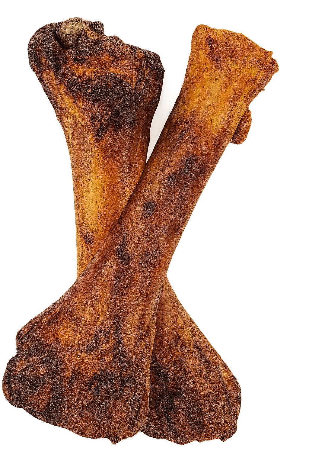 Twee gedroogde botten, bruin met donkere vlekken, op een witte achtergrond. De botten zijn gekruist.