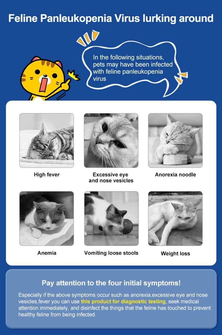 Informatie over symptomen van het Feline Panleukopenie Virus bij katten met illustraties.