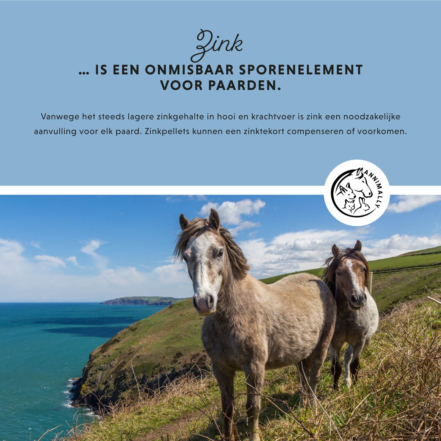 Paard in een weiland. Tekst: Zink is onmisbaar voor een actieve stofwisseling. Logo.