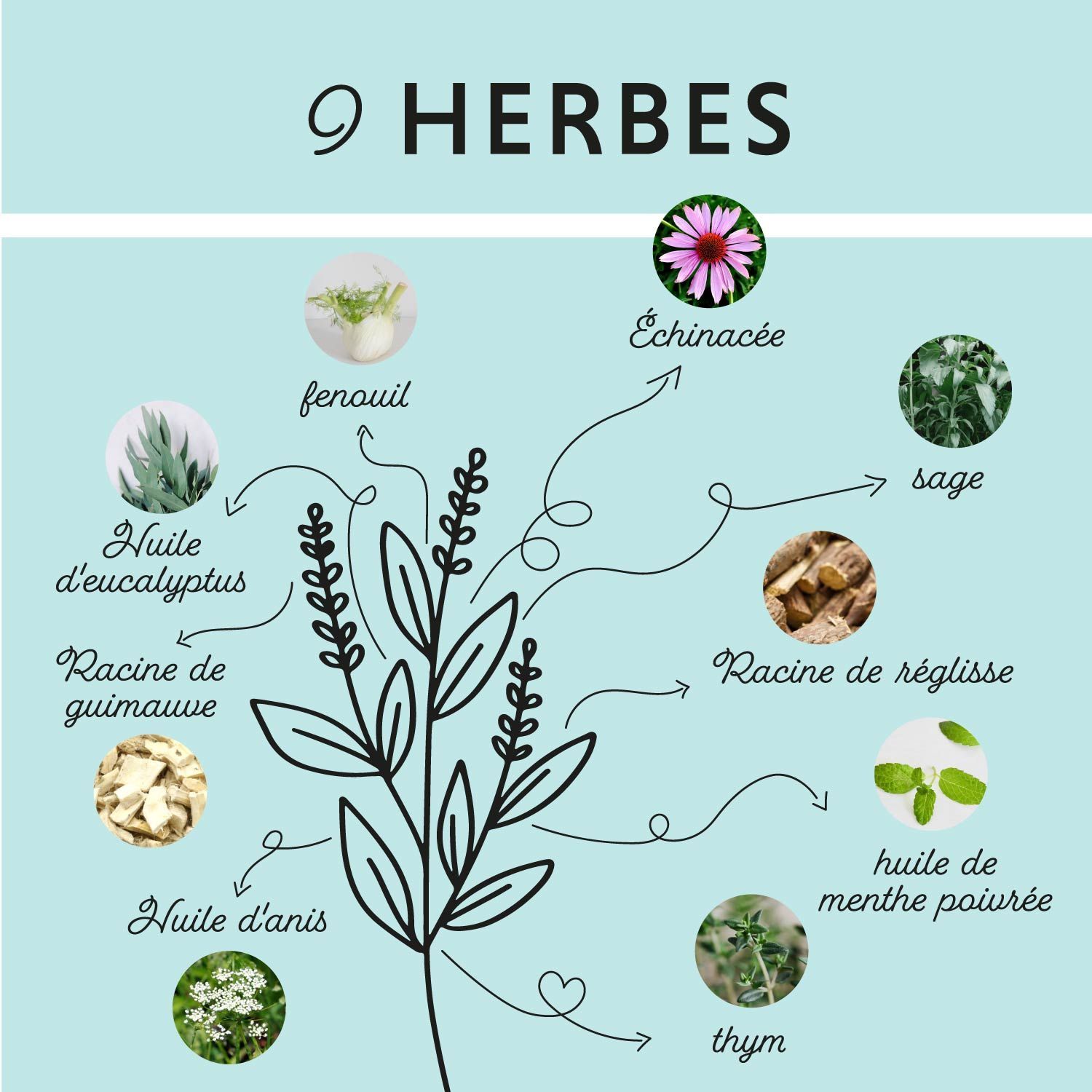 Graphique avec 9 herbes. Noms: Fenouil, Échinacée, Sauge, Huile d'eucalyptus, Racine de réglisse, Huile d'anis, Huile de menthe poivrée, Thym.