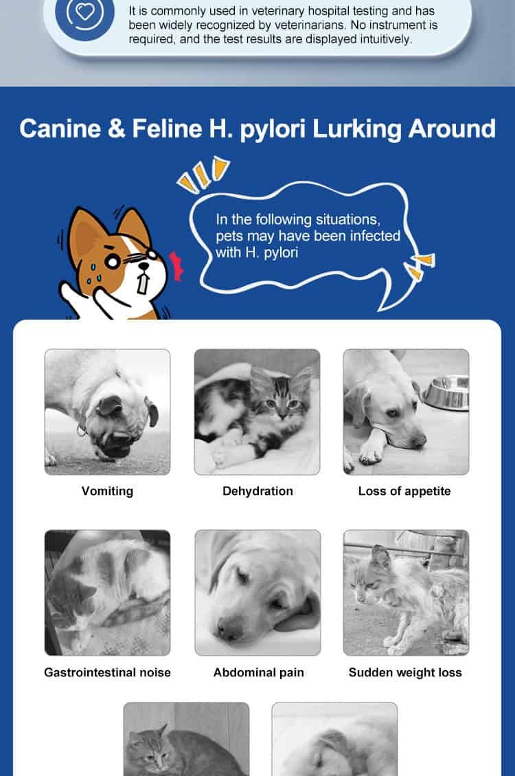 Informatie over H. pylori bij honden en katten, symptomen zoals braken en verlies van eetlust.