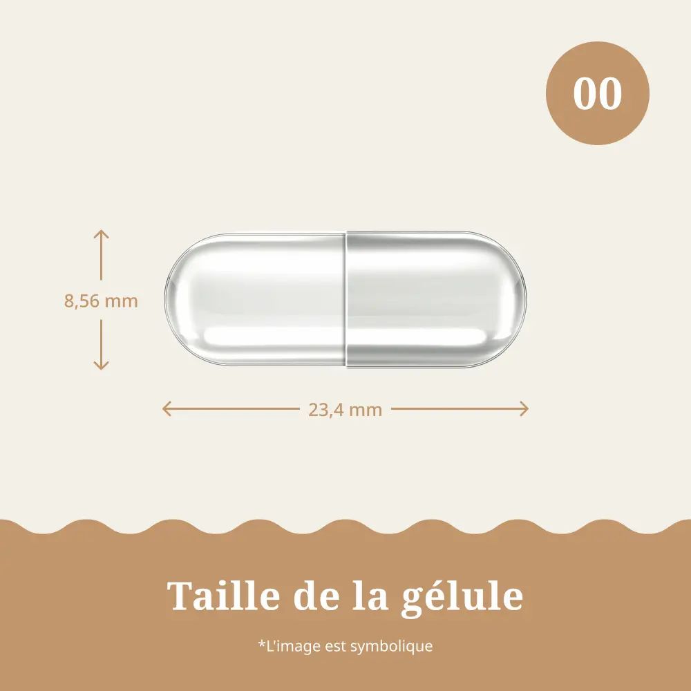 Gélule avec dimensions. Texte : Taille de la gélule. L'image est symbolique.