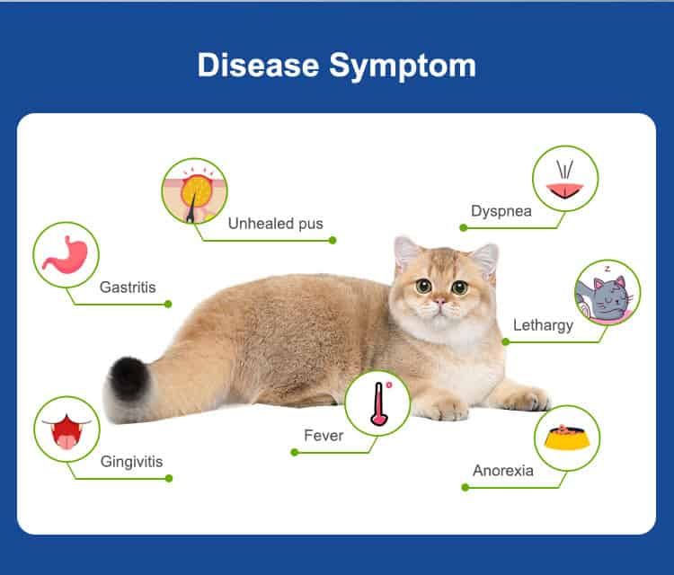 Grafiek toont een kat met symptomen van Feline Leukemie: koorts, gastritis, lethargie.