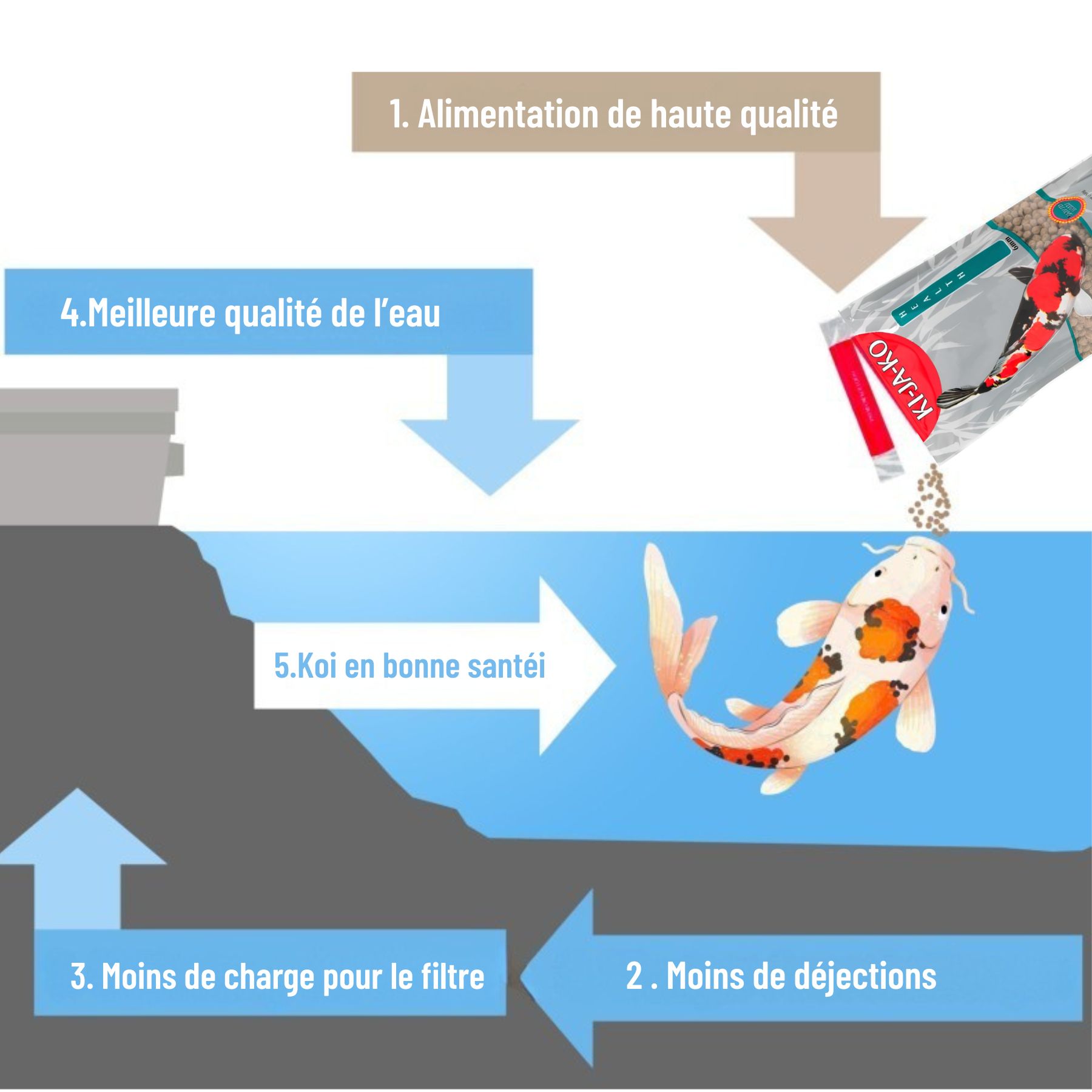 Graphique : nourriture, qualité de l'eau, filtre, carpe koï. Flèches montrent le cycle. Nourriture KI-JA-KO.