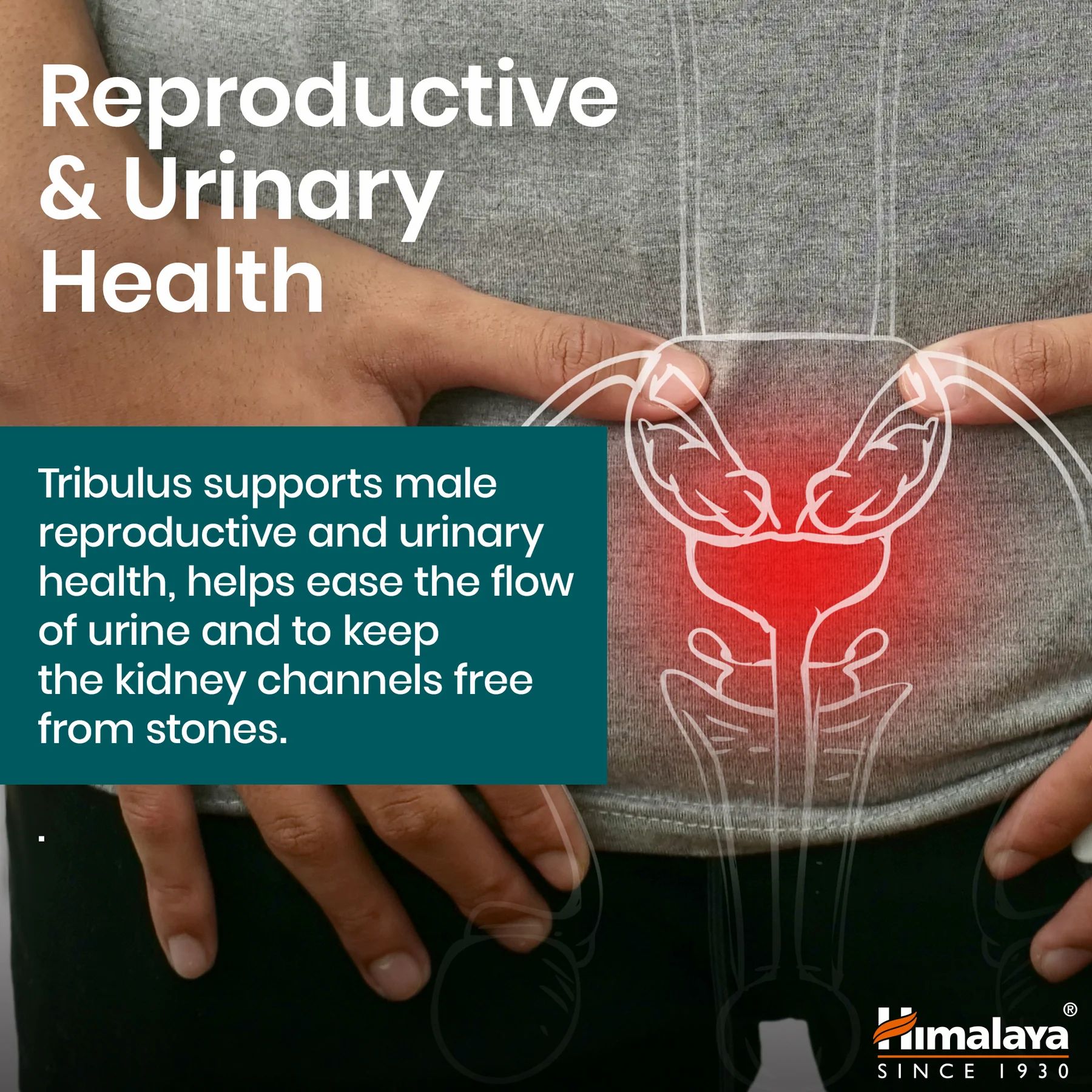 Grafische weergave van het mannelijke urogenitale stelsel. Tekst: Tribulus ondersteunt de mannelijke reproductieve en urinewegen.