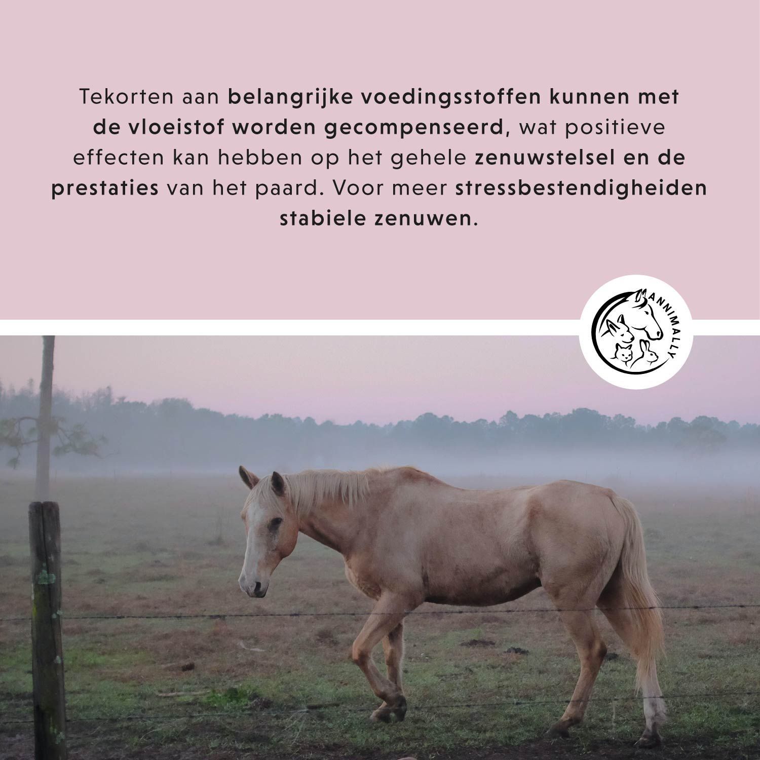 Tekst over voedingsdeficiënties en hun compensatie. Logo Annimally. Paard in een weiland.
