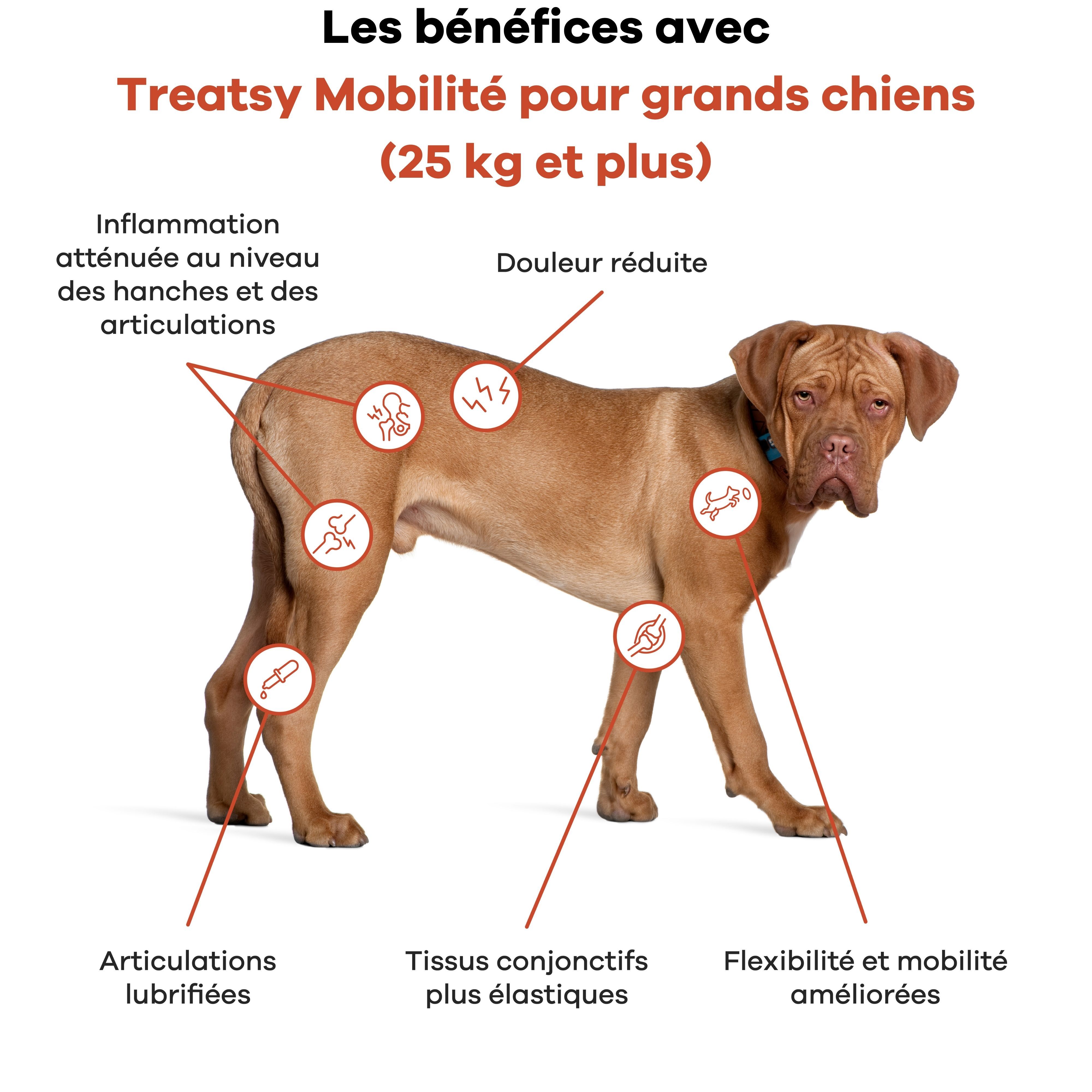 Treatsy Complément Alimentaire – Mobilité pour chiens de grandes tailles (+25kg)