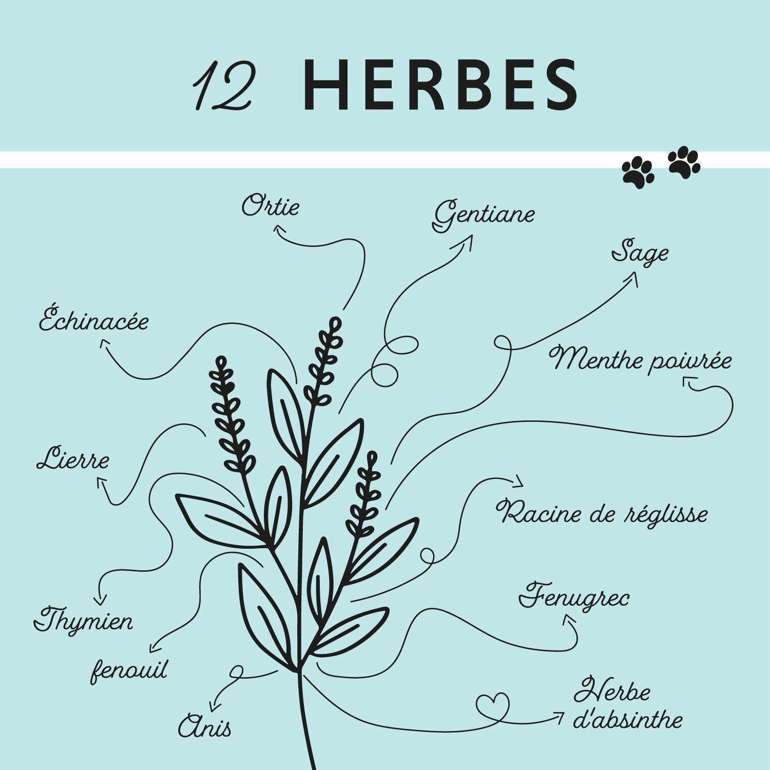 Graphique avec 12 herbes et flèches. Les herbes sont étiquetées. Fond bleu clair. Symbole de pattes.