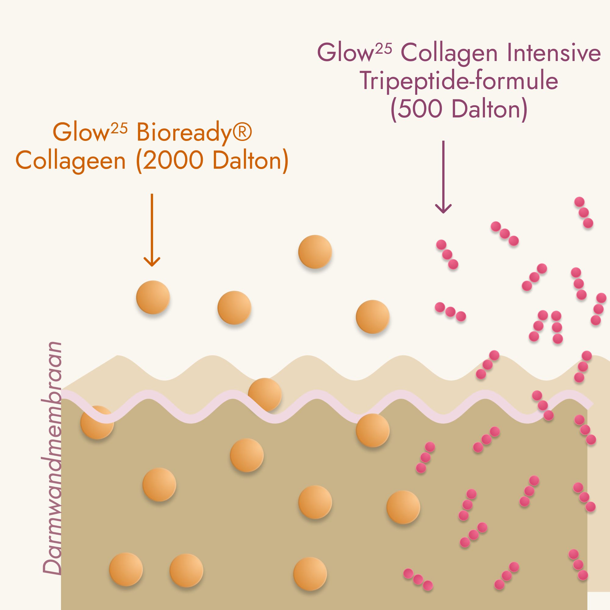 Glow25 Balance: 3-in-1 Tribiotica formule met cichorei, vitamine B2, calcium, kiwi.