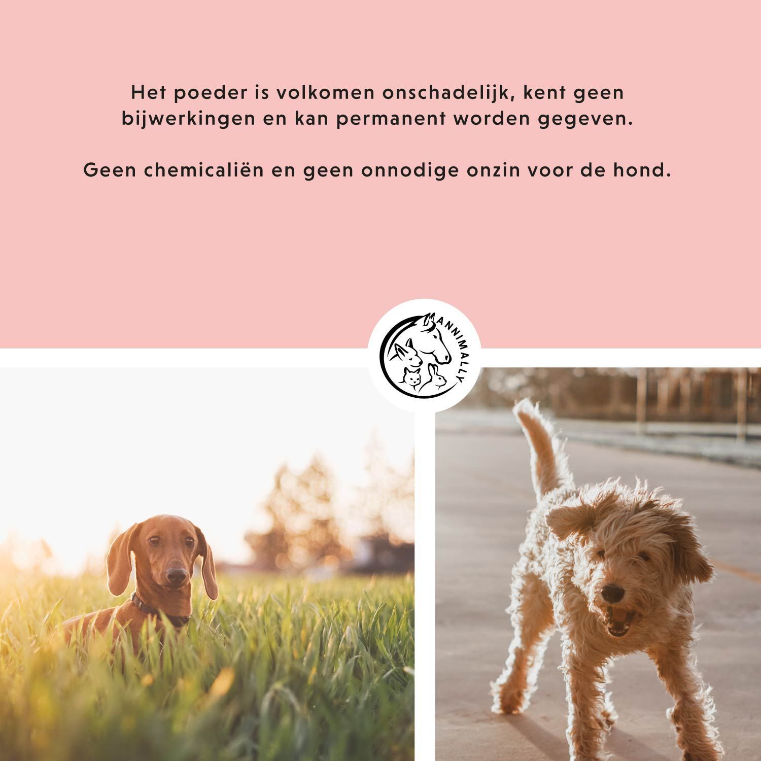Tekst op roze achtergrond. Tekst: Het poeder is volkomen onschadelijk, kent geen bijwerkingen en kan permanent worden gegeven.