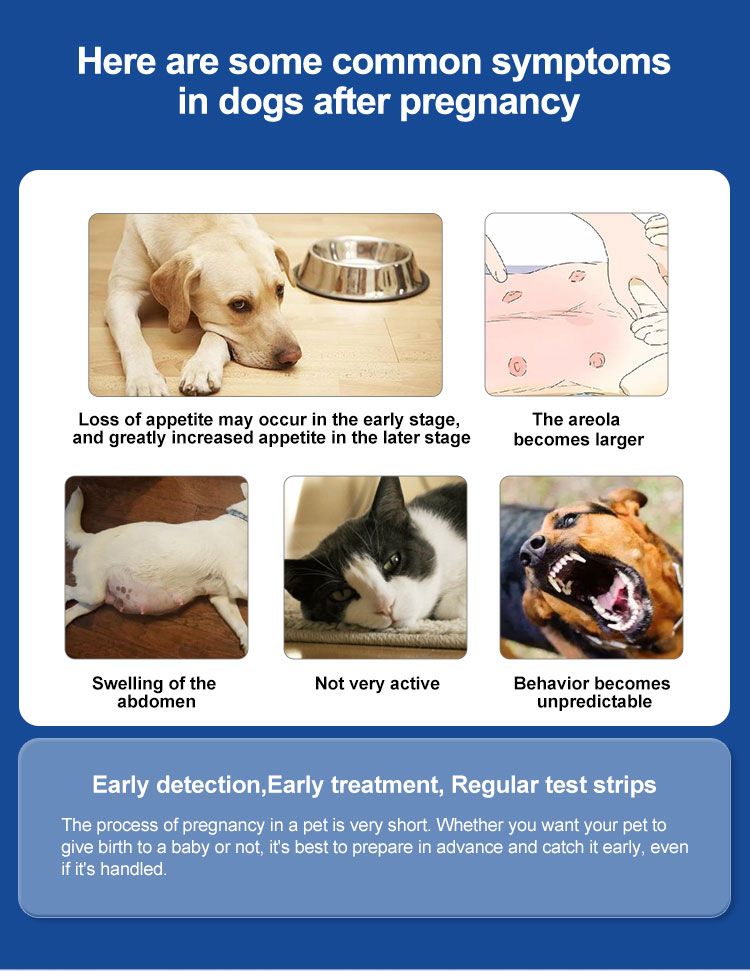 Infographic met symptomen bij honden na dracht. Bevat afbeeldingen van honden en katten. Tekst in het Engels.