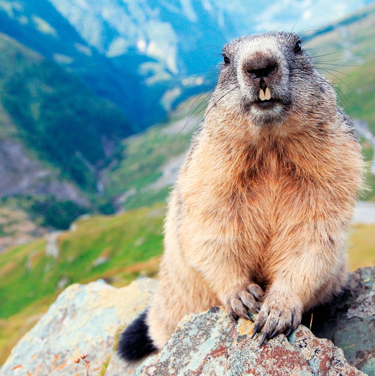 Haro Marmottencrème bij reumatische klachten