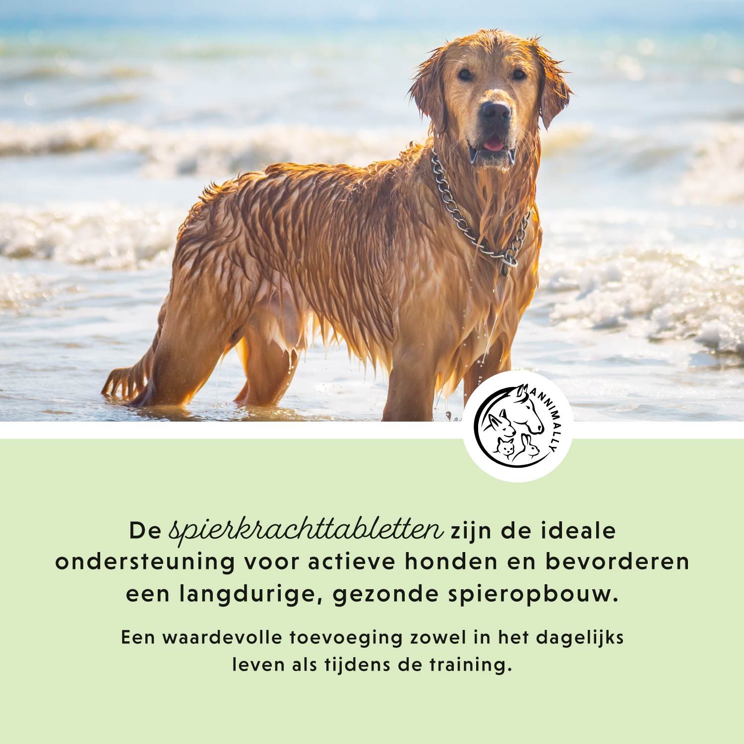 Hond in het water. Tekst: De spierkrachttabletten zijn de ideale ondersteuning voor actieve honden.