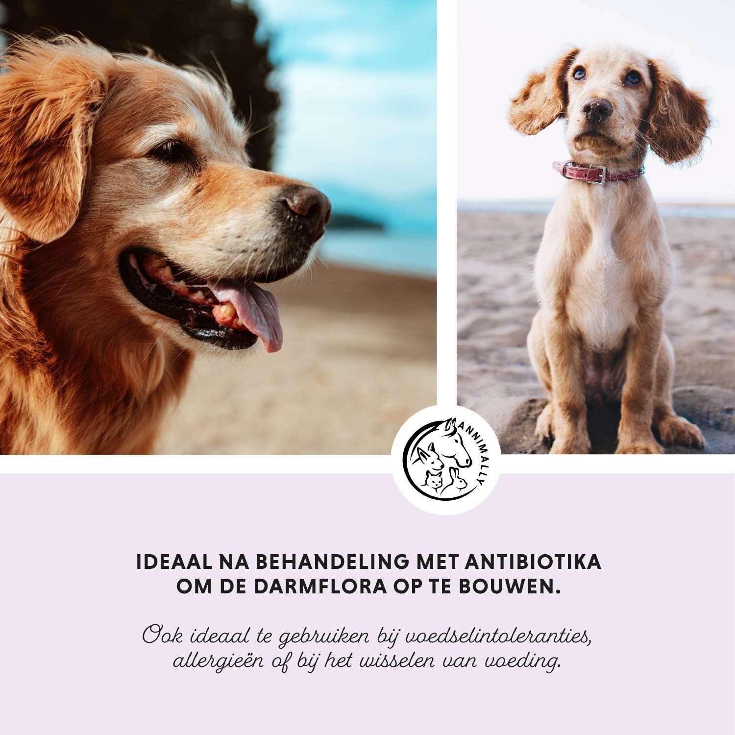 Twee honden met tekst: Ideaal na behandeling met antibiotica om de darmflora op te bouwen.