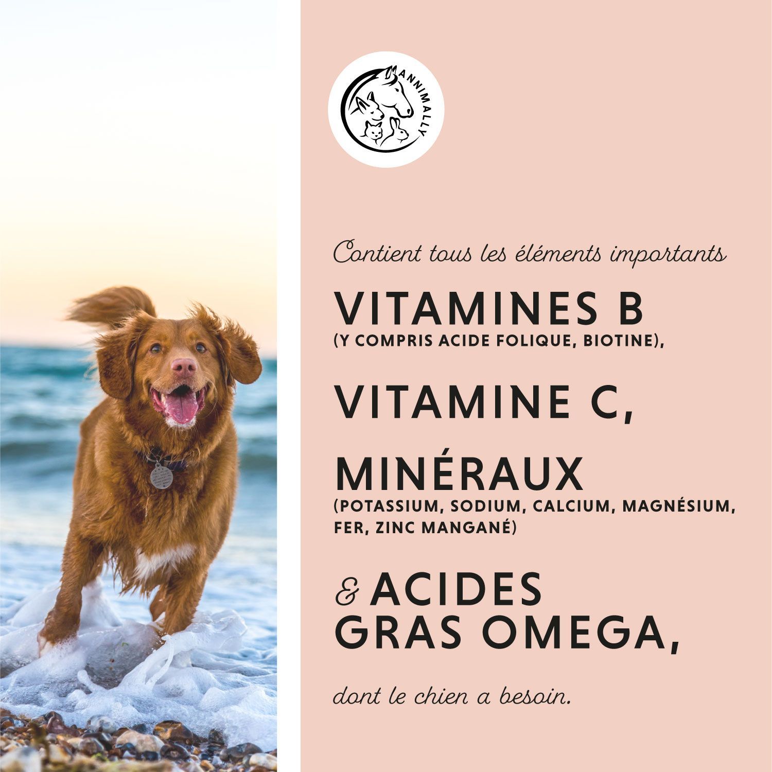 Chien sur la plage. Texte: Contient vitamines B, vitamine C, minéraux & acides gras oméga. Logo avec chien, chat et cheval.