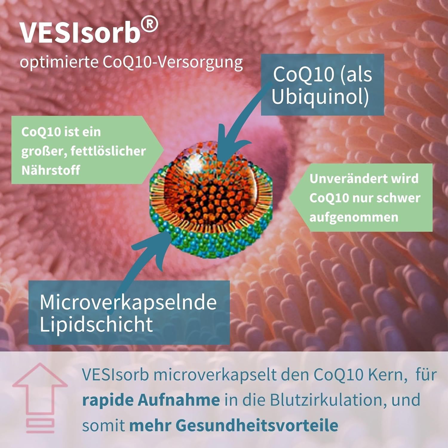 Schéma de la technologie VESIsorb pour la microencapsulation du CoQ10 dans le tractus digestif.