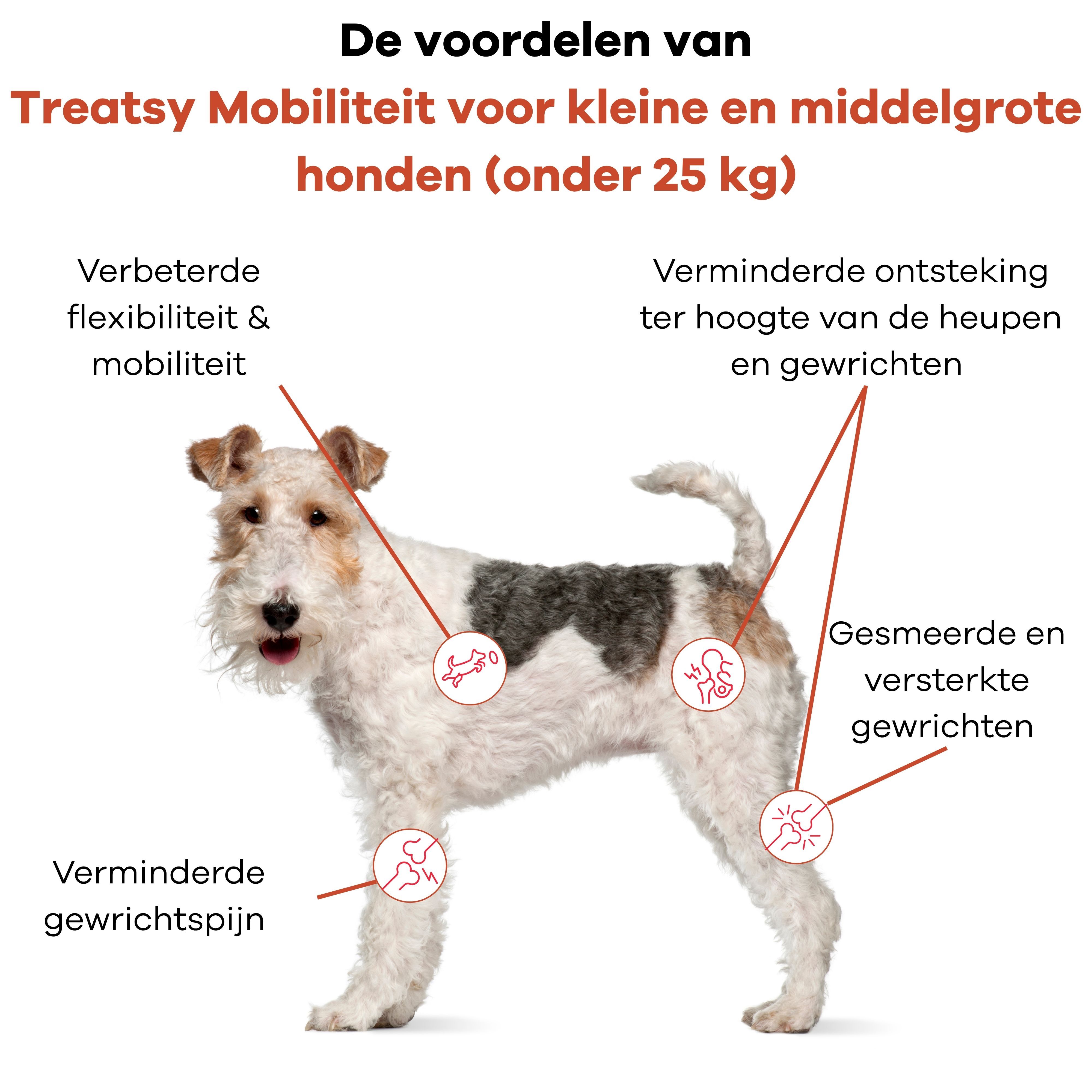 Hond met markeringen op gewrichten. Tekst: Voordelen van Treatsy Mobility voor kleine honden.