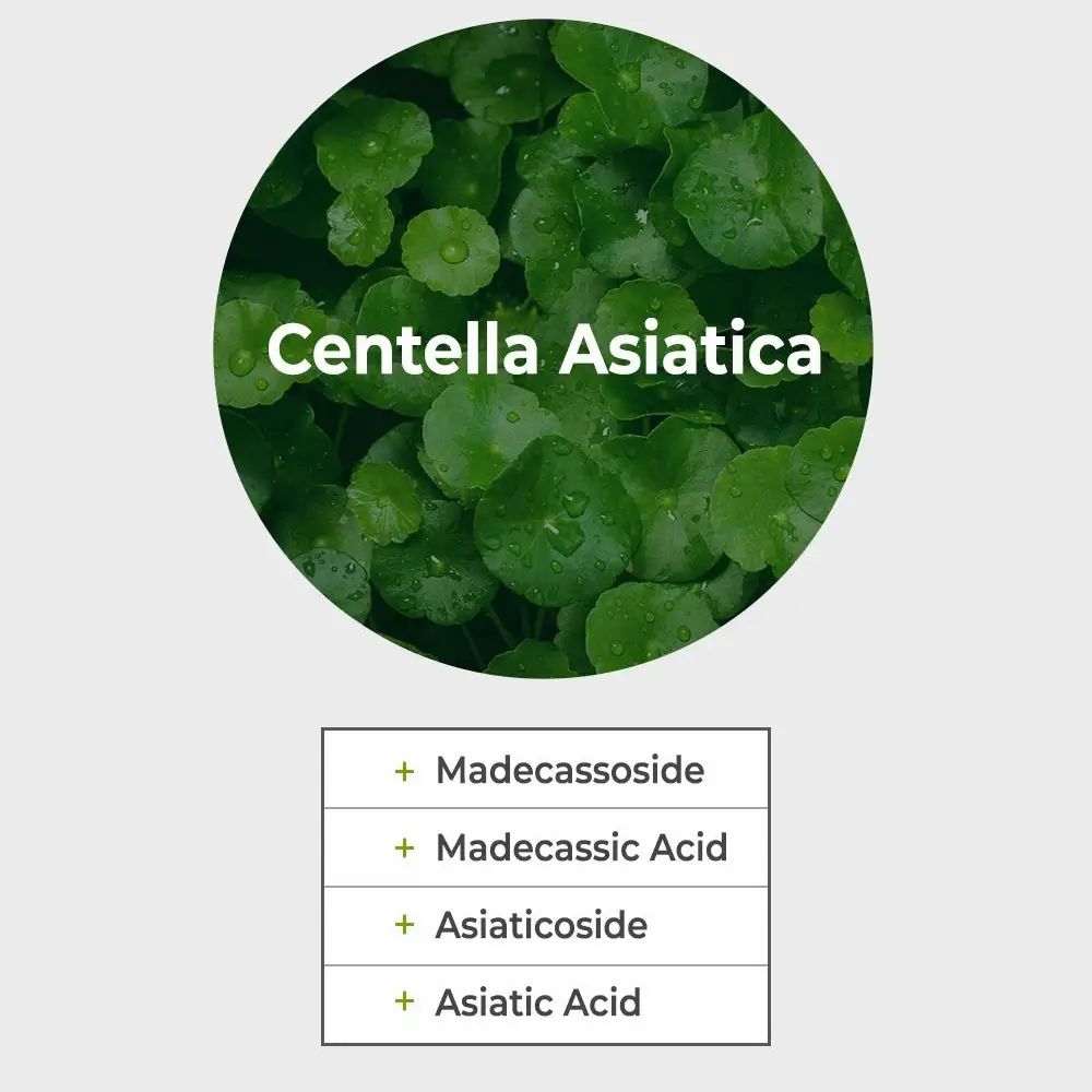 Cercle avec Centella Asiatica et texte. En dessous, texte avec Madecassoside, Madecassic Acid, Asiaticoside, Asiatic Acid.