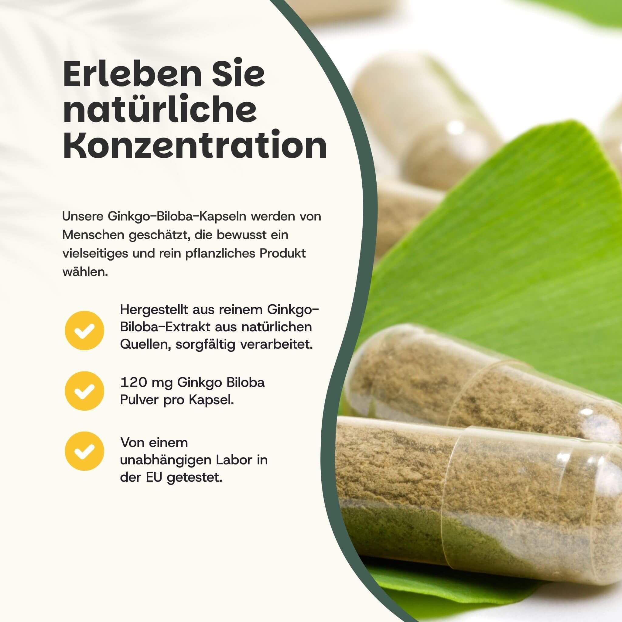Deux gélules de Ginkgo Biloba remplies de poudre brune, sur une feuille verte.