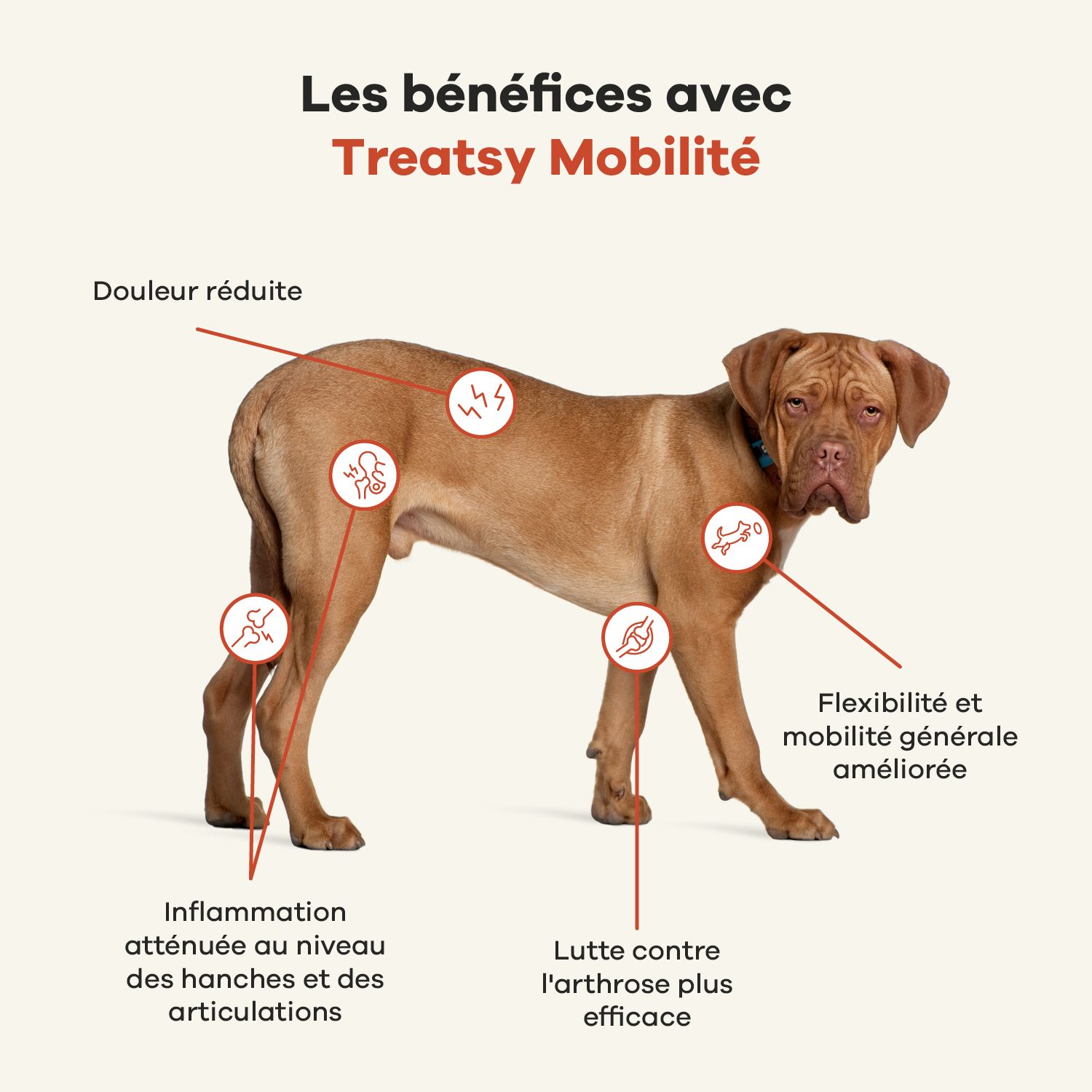 Chat gris avec des marques rouges. Texte : Les avantages de Treatsy Hip & Joint. Douleur réduite, arthrose, mobilité.