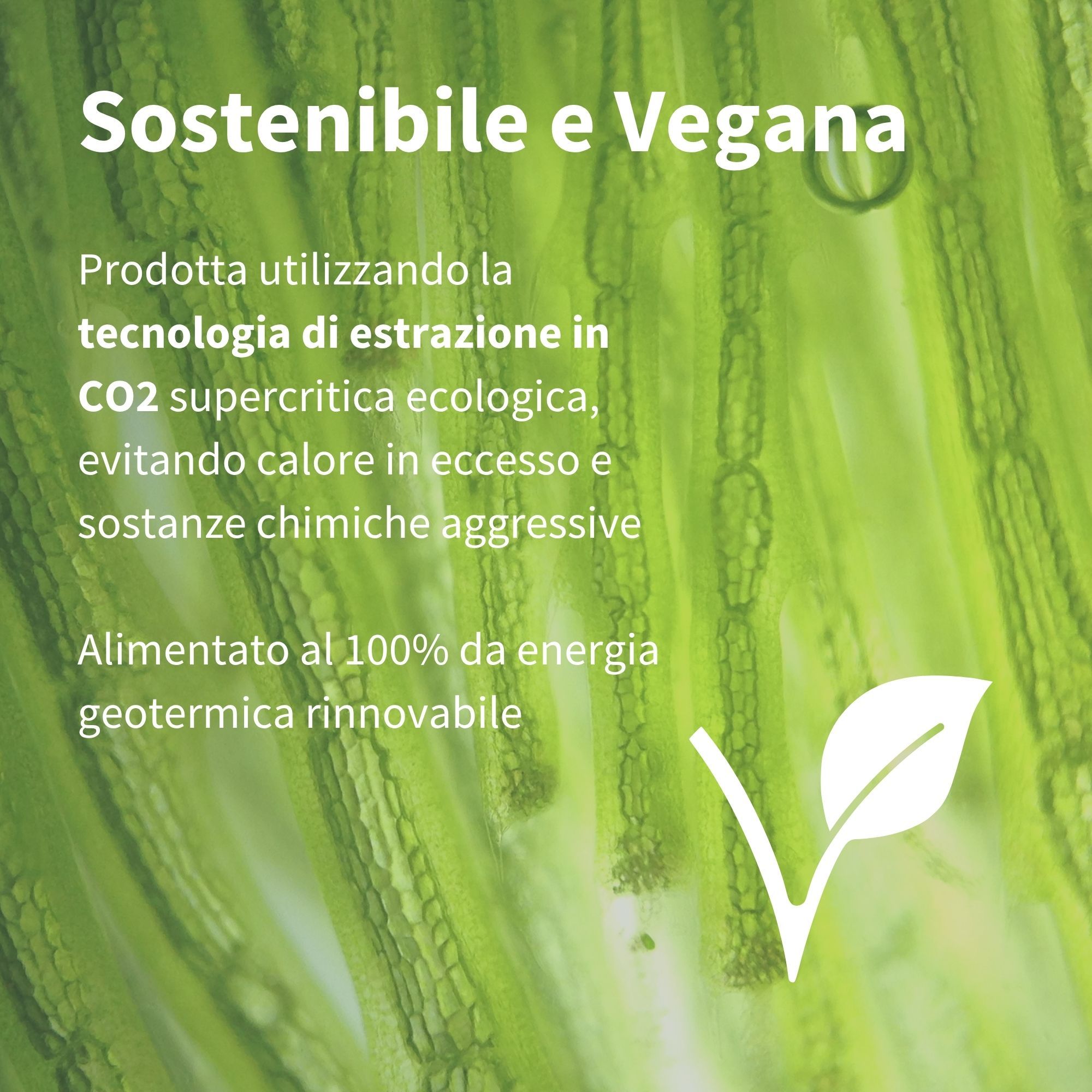 Groene achtergrond met microalgen en tekst over duurzame en veganistische astaxanthineproductie.