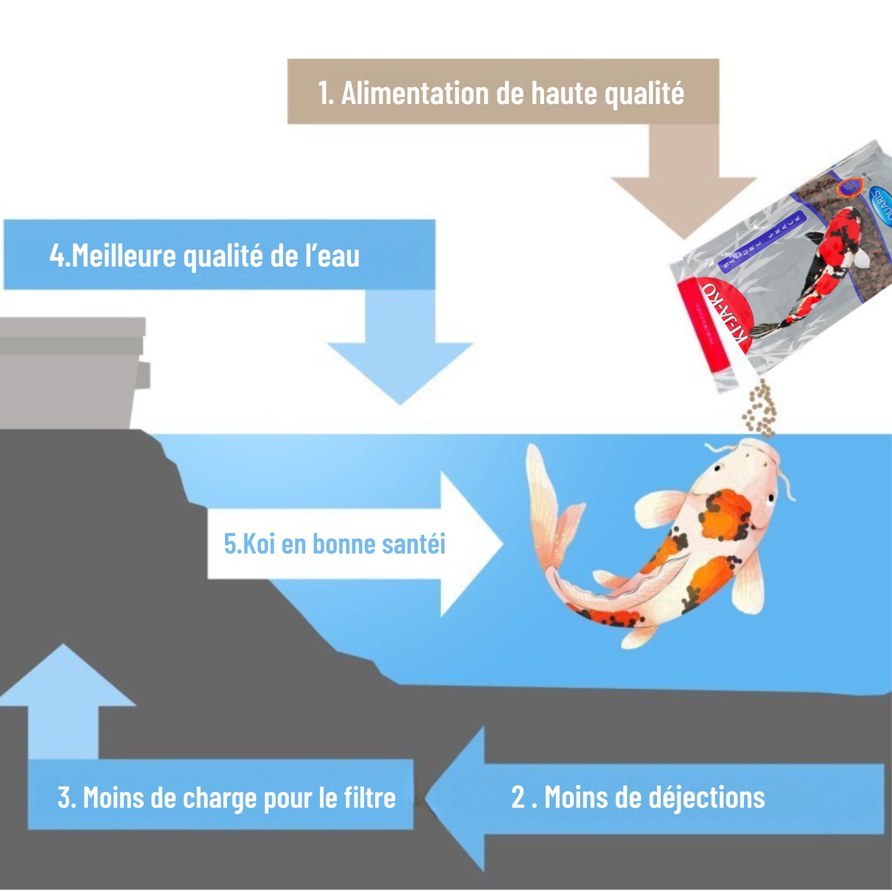 Diagramme montrant les avantages de l'alimentation : meilleure qualité de l'eau, koi en bonne santé.