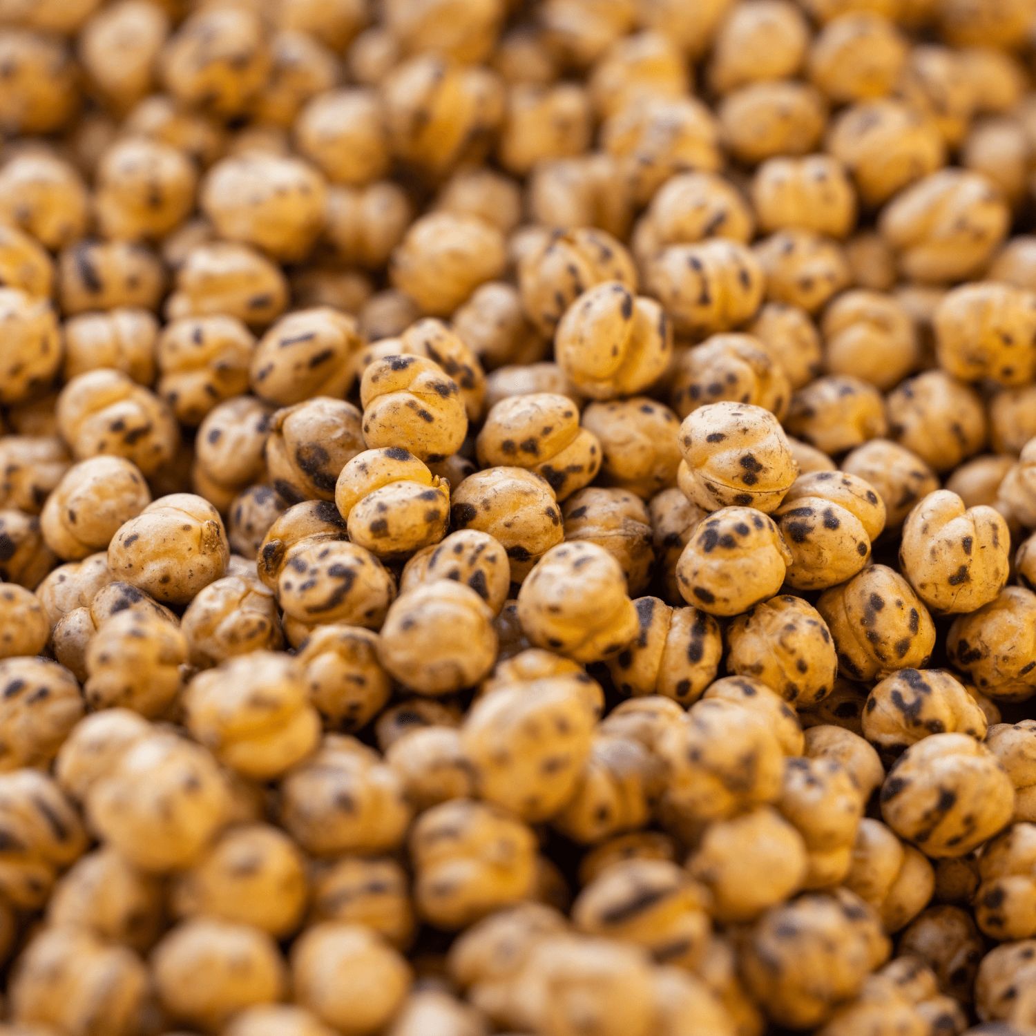 Pois chiches grillés, gros plan. Petites légumineuses rondes avec des taches brunes.