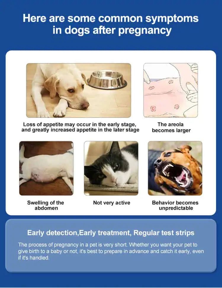 Infographic met veelvoorkomende symptomen na de dracht bij honden, zoals verlies van eetlust en gedragsveranderingen.
