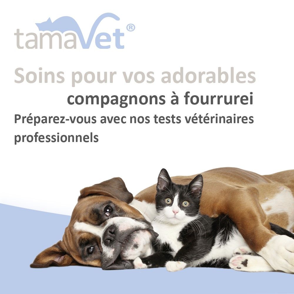 Chien et chat couchés ensemble. Texte : Soins pour vos adorables compagnons à fourrure.